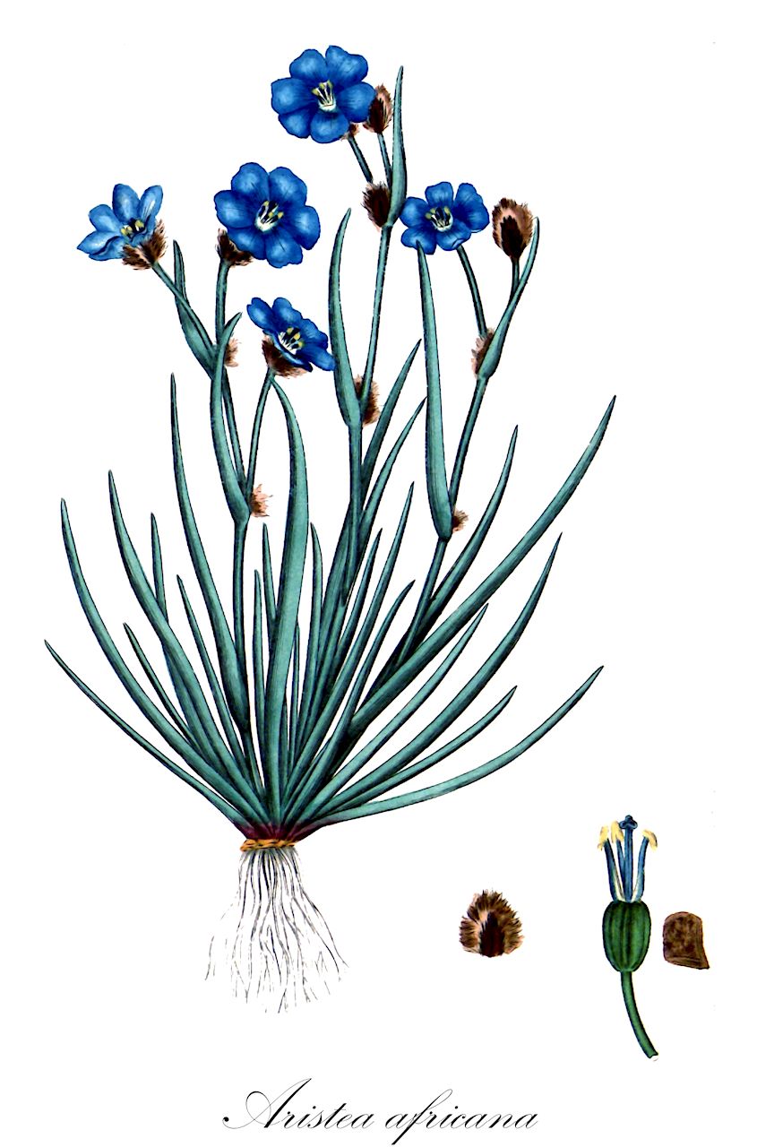 Aristea africana - Iridaceae,Plantae,Pteridobiotina,Angiosperms,Asparagales,Iridaceae,Aristea,Aristea africana,Aristea cyanea, Aristea eriophora, Aristea lacera, Ixia africana, Moraea africana, Moraea aristea