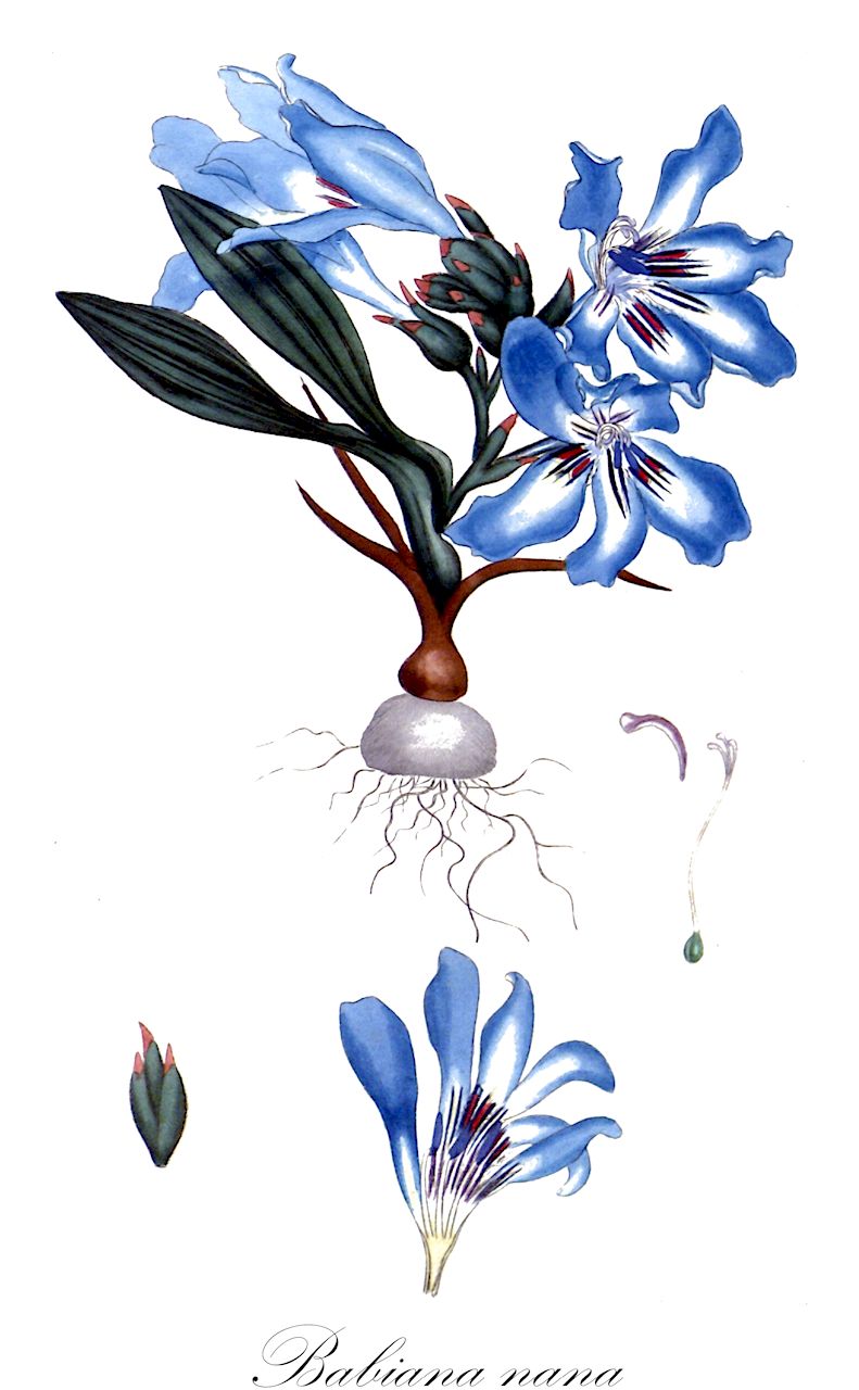 Babiana nana - Iridaceae,Plantae,Pteridobiotina,Angiosperms,Asparagales,Iridaceae,Babiana,Babiana nana,Babiana nana var. nana, Gladiolus nanus