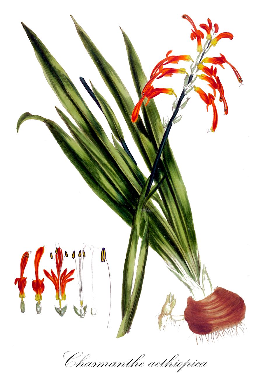 Chasmanthe aethiopica - Iridaceae,Plantae,Pteridobiotina,Angiosperms,Asparagales,Iridaceae,Chasmanthe,Chasmanthe aethiopica,Antholyza aethiopica, Antholyza aethiopica var. immarginata, Antholyza aethiopica var. ringens, Antholyza aethiopica var. vittigera, Antholyza immarginata, Antholyza ringens, Antholyza vittigera, Chasmanthe peglerae, Chasmanthe vittigera, Gladiolus aethiopicus, Gladiolus stoloniferus, Petamenes aethiopica, Petamenes aethiopica, Petamenes peglerae, Petamenes peglerae, Petamenes vittigera, Petamenes vittigera,crestagallo del Cabo;копросма ползучая