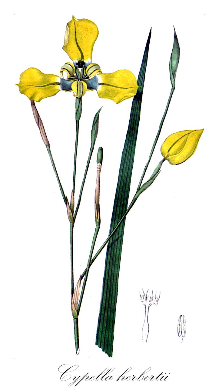Cypella herbertii - Iridaceae,Plantae,Pteridobiotina,Angiosperms,Asparagales,Iridaceae,Cypella,Cypella herbertii,Moraea herbertii, Phalocallis herbertii, Tigridia herbertii