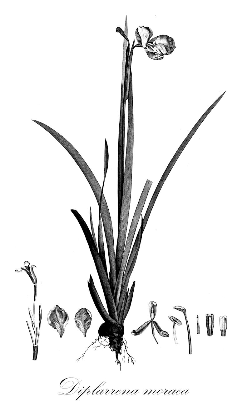 Diplarrena moraea - Iridaceae,Plantae,Pteridobiotina,Angiosperms,Asparagales,Iridaceae,Diplarrena,Diplarrena moraea,Diplarrena moraea var. alpina, Moraea diandra