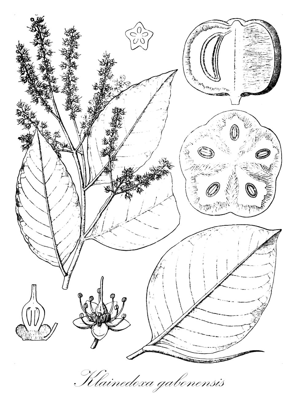 Klainedoxa gabonensis - Irvingiaceae,Klainedoxa buesgenii, Klainedoxa cuprea, Klainedoxa dybowskii, Klainedoxa gabonensis var. microphylla, Klainedoxa gabonensis var. oblongifolia, Klainedoxa lanceifolia, Klainedoxa lecomtei, Klainedoxa macrocarpa, Klainedoxa microphylla, Klainedoxa oblongifolia, Klainedoxa oblongifolia, Klainedoxa ovalifolia, Klainedoxa polyphylla, Klainedoxa spinosa, Klainedoxa zenkeri,Plantae,Pteridobiotina,Angiosperms,Malpighiales,Irvingiaceae,Klainedoxa,Klainedoxa gabonensis