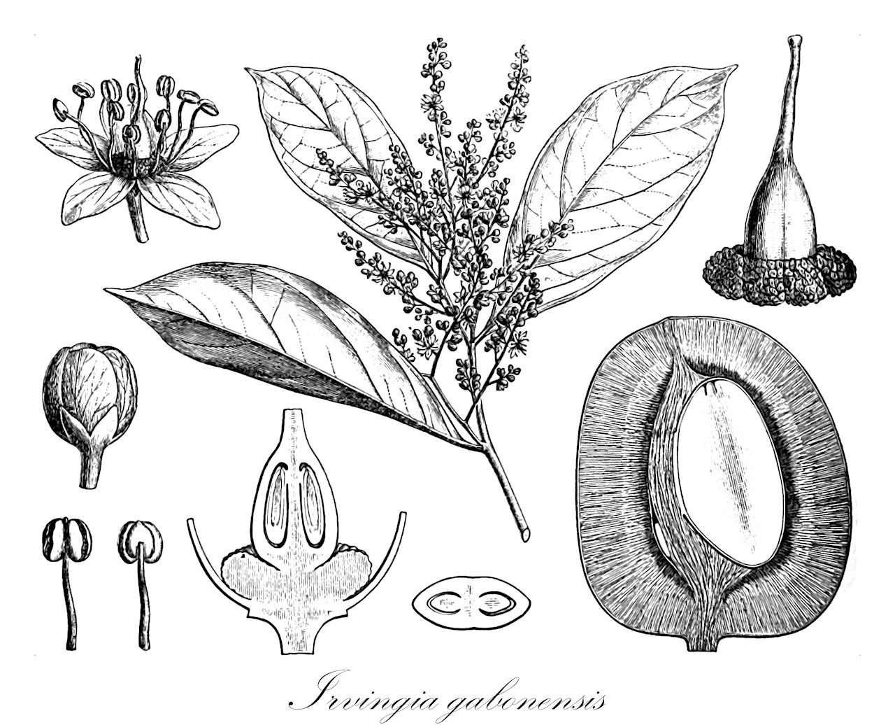 Irvingia gabonensis - Irvingiaceae,Plantae,Pteridobiotina,Angiosperms,Malpighiales,Irvingiaceae,Irvingia,Irvingia gabonensis,Irvingia barteri, Irvingia caerulea, Irvingia duparquetii, Irvingia erecta, Irvingia griffonii, Irvingia hookeriana, Irvingia pauciflora, Irvingia velutina