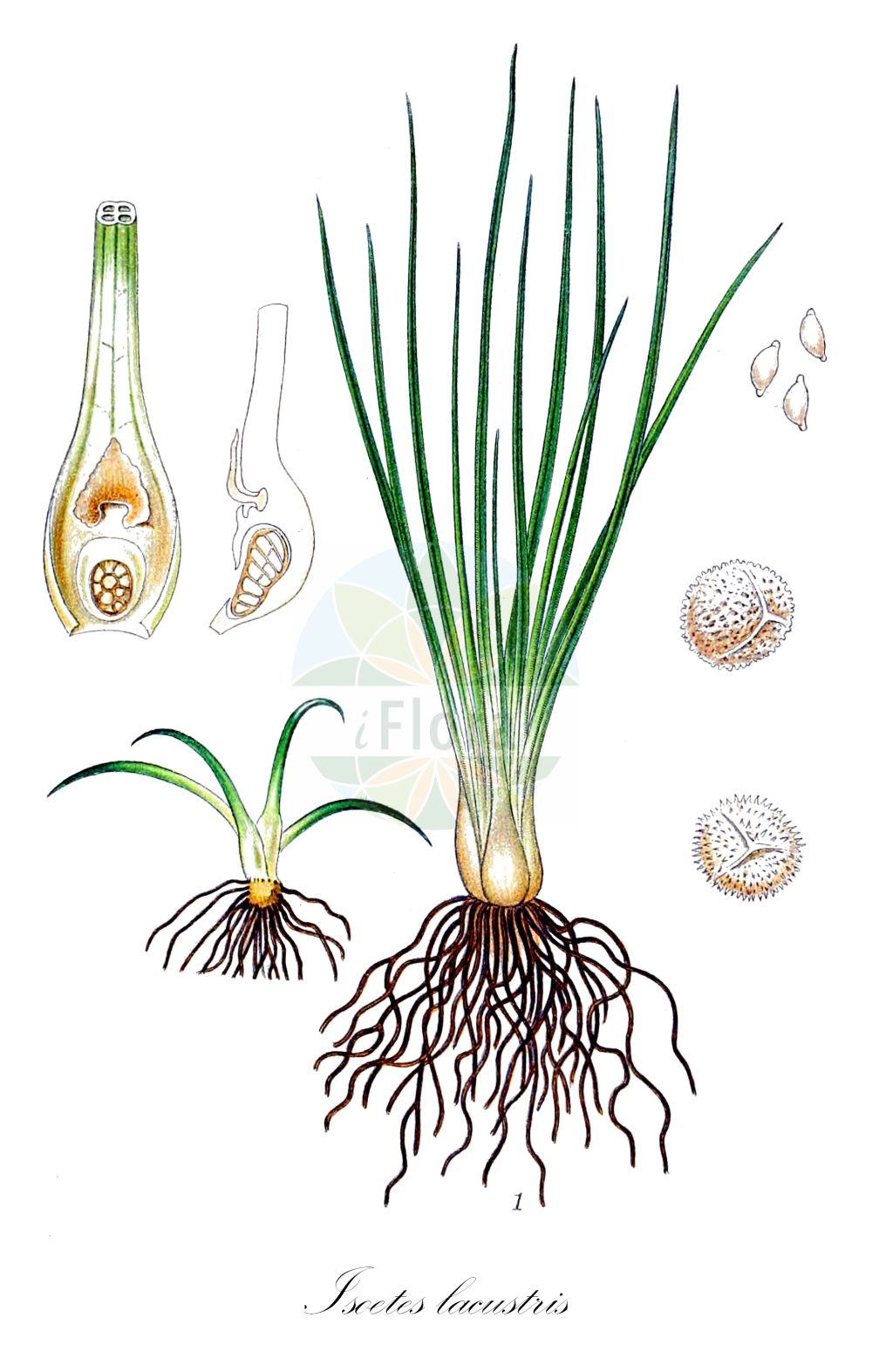 Isoetes lacustris - Isoetaceae,Plantae,Pteridobiotina,Lycopodiophyta,Lycopodiopsida,Isoetales,Isoetaceae,Isoetes,Isoetes lacustris,Calamaria lacustris, Isoetes hieroglyphica, Isoetes lacustris var. lacustris, Isoetes morei, Isoetes rossica,See-Brachsenkraut;Gewöhnliches Brachsenkraut;quillwort;lake quillwort;isoète lacustre;common quillwort;Isoète des lacs;isoète des étangs;isoète de Brochon;Calamaria lacustre;isoete lacustre;biesvaren;полушник озёрный;styvt braxengräs;sortgrøn brasenføde;poryblin jeziorny;közönséges durdafű;šídlatka jezerní;молодильник озерний;езерен изоетес;езерен шилолист;järvlahnarohi;gludsporu ezerene;stivt brasmegras;tummalahnanruoho;vatnalaukur;ežerinė slepišerė