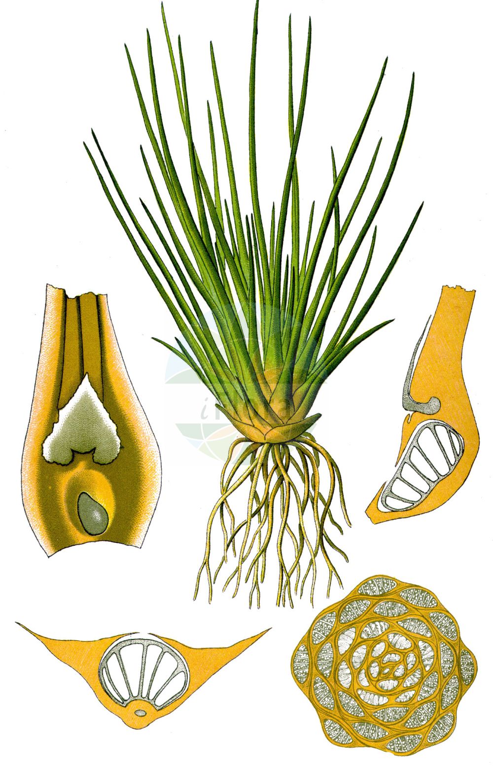 Isoetes lacustris - Isoetaceae,Plantae,Pteridobiotina,Lycopodiophyta,Lycopodiopsida,Isoetales,Isoetaceae,Isoetes,Isoetes lacustris,Calamaria lacustris, Isoetes hieroglyphica, Isoetes lacustris var. lacustris, Isoetes morei, Isoetes rossica,See-Brachsenkraut;Gewöhnliches Brachsenkraut;quillwort;lake quillwort;isoète lacustre;common quillwort;Isoète des lacs;isoète des étangs;isoète de Brochon;Calamaria lacustre;isoete lacustre;biesvaren;полушник озёрный;styvt braxengräs;sortgrøn brasenføde;poryblin jeziorny;közönséges durdafű;šídlatka jezerní;молодильник озерний;езерен изоетес;езерен шилолист;järvlahnarohi;gludsporu ezerene;stivt brasmegras;tummalahnanruoho;vatnalaukur;ežerinė slepišerė