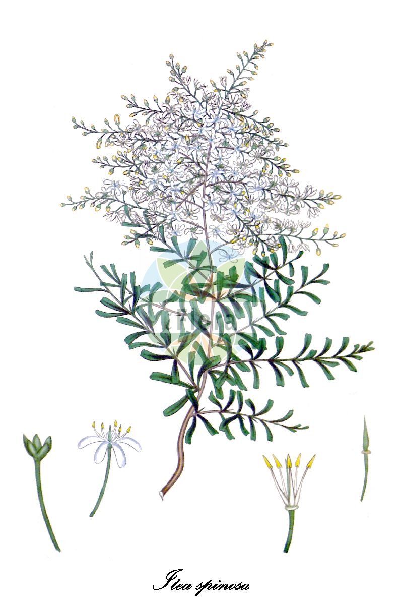 Bursaria spinosa - Pittosporaceae,Plantae,Pteridobiotina,Angiosperms,Apiales,Pittosporaceae,Bursaria,Bursaria spinosa,Bursaria spinosa var. normalis, Cyrilla spinosa, Itea spinosa