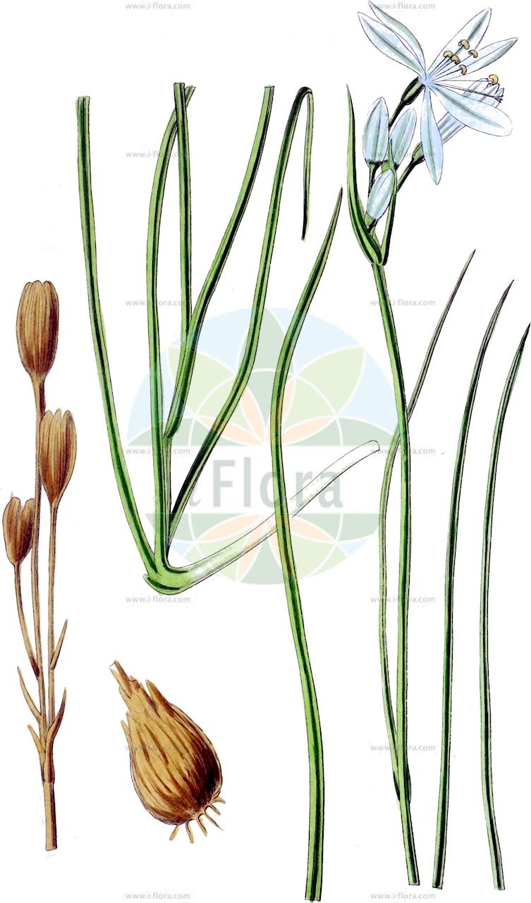 Ixiolirion tataricum - Ixioliriaceae,Plantae,Pteridobiotina,Angiosperms,Asparagales,Ixioliriaceae,Ixiolirion,Ixiolirion tataricum,Amaryllis tatarica, Amaryllis tatarica, Ixiolirion montanum, Ixiolirion pallasii, Ixiolirion tataricum subsp. ledebourii,Steppenlilie;lis de Sibérie;иксиолирион татарский;степная лилия;kachalit heharim;כַּחֲלִית הֶהָרִים;yuān wěi suàn;鸢尾蒜