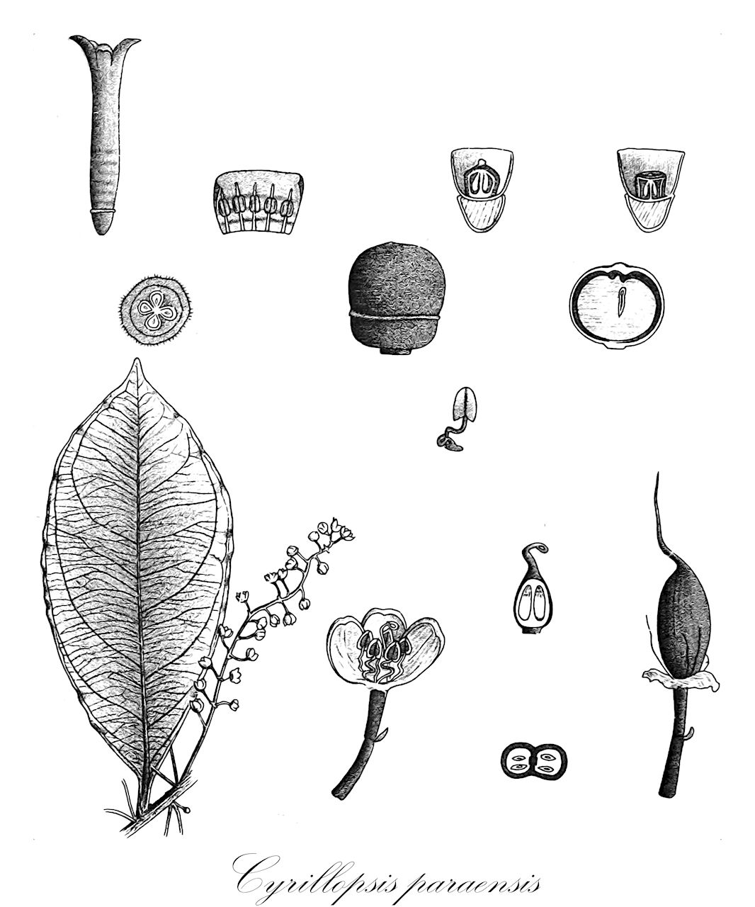 Cyrillopsis paraensis - Ixonanthaceae,Plantae,Pteridobiotina,Angiosperms,Malpighiales,Ixonanthaceae,Cyrillopsis,Cyrillopsis paraensis