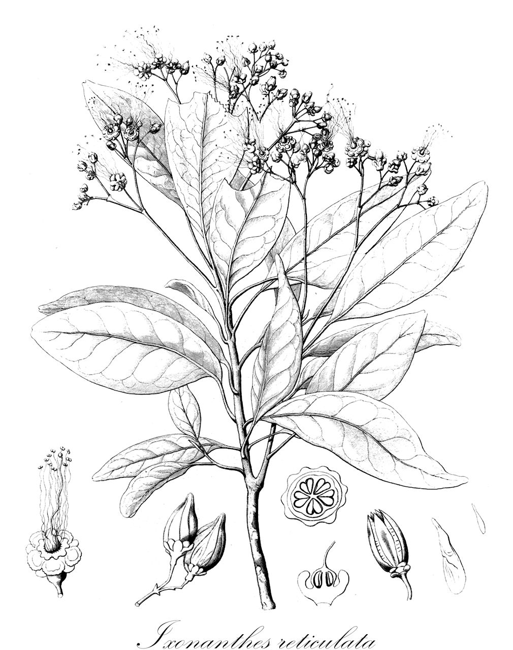 Ixonanthes reticulata - Ixonanthaceae,Plantae,Pteridobiotina,Angiosperms,Malpighiales,Ixonanthaceae,Ixonanthes,Ixonanthes reticulata,Discogyne papuana, Emmenanthus chinensis, Gordonia decandra, Ixonanthes beccarii, Ixonanthes chinensis, Ixonanthes cochinchinensis, Ixonanthes crassifolia, Ixonanthes grandiflora, Ixonanthes grandifolia, Ixonanthes hancei, Ixonanthes khasiana, Ixonanthes longipedunculata, Ixonanthes papuana, Ixonanthes parvifolia