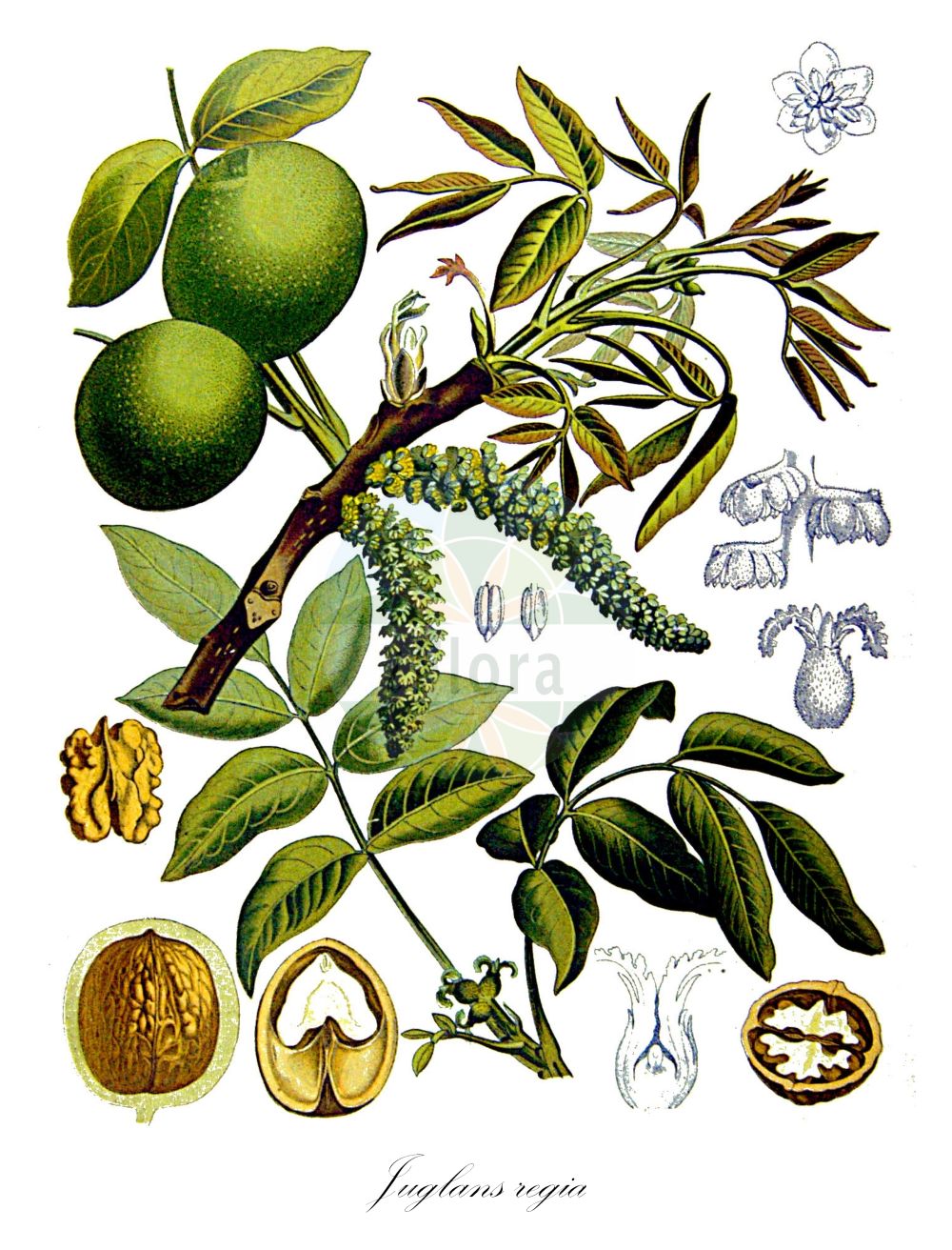 Juglans regia - Juglandaceae,Plantae,Pteridobiotina,Angiosperms,Fagales,Juglandaceae,Juglans,Juglans regia,Juglans arguta, Juglans aspleniifolia, Juglans dissecta, Juglans duclouxiana, Juglans fallax, Juglans fertilis, Juglans filicifolia, Juglans frutescens, Juglans fruticosa, Juglans heterophylla, Juglans kamaonia, Juglans laciniata, Juglans longirostris, Juglans monophylla, Juglans orientis, Juglans pendula, Juglans praematuriens, Juglans quercifolia, Juglans regia f. fruticosa, Juglans regia f. heterophylla, Juglans regia f. laciniata, Juglans regia f. monophylla, Juglans regia f. pendula, Juglans regia f. praematuriens, Juglans regia lus. heterophylla, Juglans regia lus. laciniata, Juglans regia subsp. fallax, Juglans regia subsp. sinensis, Juglans regia subsp. turcomanica, Juglans regia unr. asplenifolia, Juglans regia unr. heterophylla, Juglans regia unr. laciniata, Juglans regia unr. pendula, Juglans regia var. angulosa, Juglans regia var. beloudschistana, Juglans regia var. corcyrensis, Juglans regia var. depressa, Juglans regia var. dissecta, Juglans regia var. filicifolia, Juglans regia var. fragilis, Juglans regia var. kamaonia, Juglans regia var. longifolia, Juglans regia var. maxima, Juglans regia var. monophylla, Juglans regia var. oblonga, Juglans regia var. racemosa, Juglans regia var. serotina, Juglans regia var. sinensis, Juglans regia var. tenuifolia, Juglans regia var. tenuissima, Juglans salicifolia, Juglans sinensis, Regia maxima,Echte Walnuss;Walnuss;Walnussbaum;Wälsche Nuss;Wallnuss;walnut;common walnut;persian walnut;english walnut;Noyer royal;noyer commun;noyer de Chine;noyer hybride de Chine;calottier;écalonnier;goguier;gojeutier;noguier;noyer;nogal de Castilla;nogal;nogal común;noguera;Noce comune;noce ibrido della China;noce ibrido della Cina;noce della Cina;wollige saffloer;gewoone walnoot;gewone walnoot;okkernoot;nogueira;nogueira-comum;nogueira-europeia;орех волошский;орех грецкий;adi ceviz;ceviz;arrë;noguera;obični orah;pitomi orah;valnötträd;valnöt;almindelig valnød;valnød;orzek włoski;teuchi-gurumi;テウチグルミ;chôsen-gurumi;kashi-gurumi;カシグルミ;チョウセングルミ;navadni oreh;oreh;közönséges dió;ořešák královský;ořešák vlašský;nuc;orech kráľovský;горіх волоський;горіх грецький;oбикновен орех;eske valnøtt;saksanpähkinä;орах;egoz humlach;אֱגוֹז הֻמְלַךְ;καρυδιά;hu tao;hú táo;胡桃