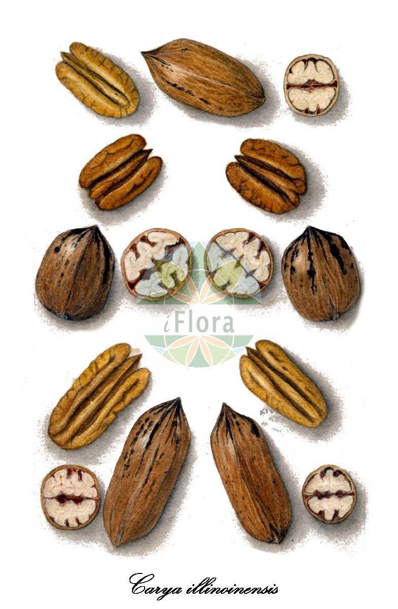 Carya illinoinensis - Juglandaceae,Plantae,Pteridobiotina,Angiosperms,Fagales,Juglandaceae,Carya,Carya illinoinensis,Carya angustifolia, Carya diguetii, Carya oliviformis, Carya pecan, Carya pecan, Carya tetraptera, Hicoria pecan, Hicorius diguetii, Hicorius oliviformis, Hicorius oliviformis, Hicorius pecan, Hicorius tetraptera, Juglans alba var. pacana, Juglans angustifolia, Juglans cylindrica, Juglans illinoinensis, Juglans oliviformis, Juglans pecan, Juglans rubra,Pekanuss;pecan;pecanier;nogal morado;nuez encarcelada;noyer pécane;caryer pécanier;pacanier;pécanier;pecano;nogal pecanero;nuez pecanera;nogal americano;pacano;caria;noce di pecan;pecan nooteboom;pecannooteboom;кария пекан;пекан обыкновенный;карія пекан;měi guó shān hé táo;美国山核桃