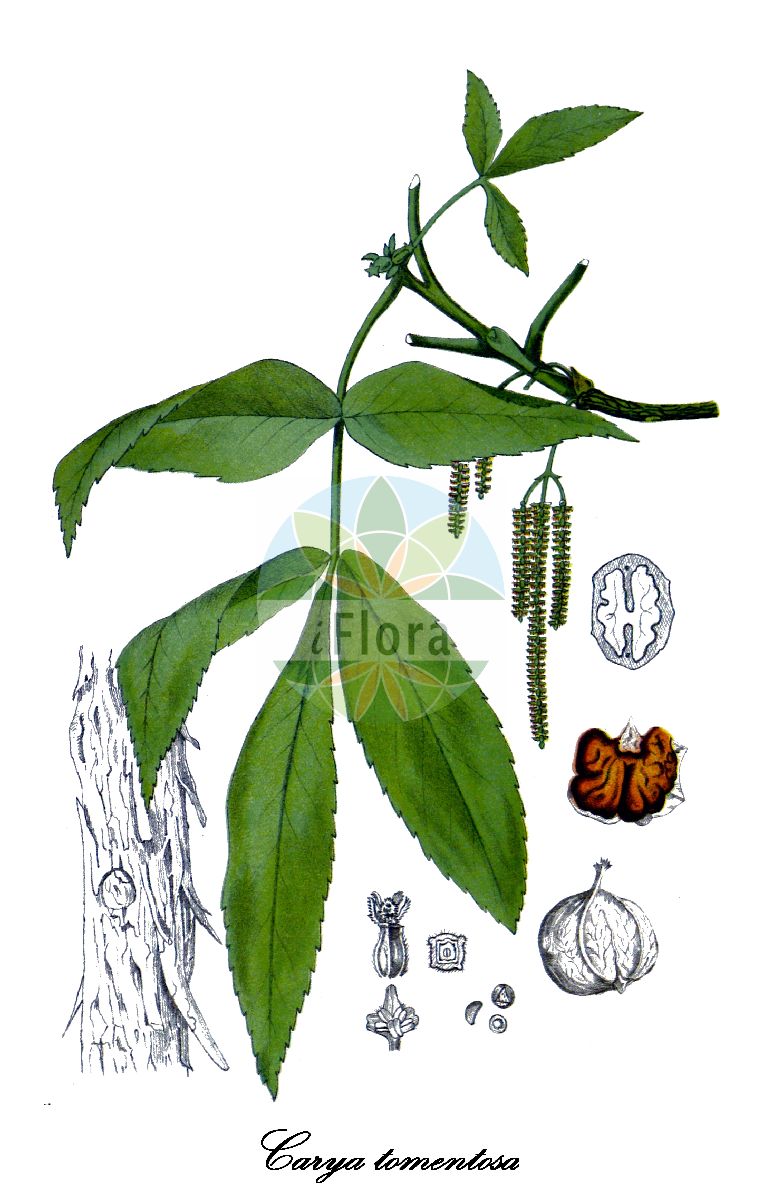 Carya tomentosa - Juglandaceae,Plantae,Pteridobiotina,Angiosperms,Fagales,Juglandaceae,Carya,Carya tomentosa,Carya alba, Carya alba subsp. tomentosa, Carya alba var. anomala, Carya alba var. ficoides, Carya alba var. ovoidea, Carya alba var. subcoriacea, Carya compressa, Carya tomentosa f. ficoides, Carya tomentosa f. ovoidea, Carya tomentosa var. integrifolia, Carya tomentosa var. maxima, Carya tomentosa var. subcoriacea, Hicorius alba, Hicorius alba var. albicans, Hicorius alba var. anomala, Hicorius alba var. ficoides, Hicorius alba var. maxima, Hicorius alba var. ovoidea, Hicorius alba var. subcoriacea, Hicorius albus, Hicorius maxima, Hicorius tomentosa, Juglans alba, Juglans alba, Juglans compressa, Juglans procera, Juglans squamosa, Juglans tomentosa, Scoria alba, Scoria tomentosa,Spottnuss;mockernut hickory;caryer cotonneux;caria tomentosa;гикори пушистый;кария войлочная