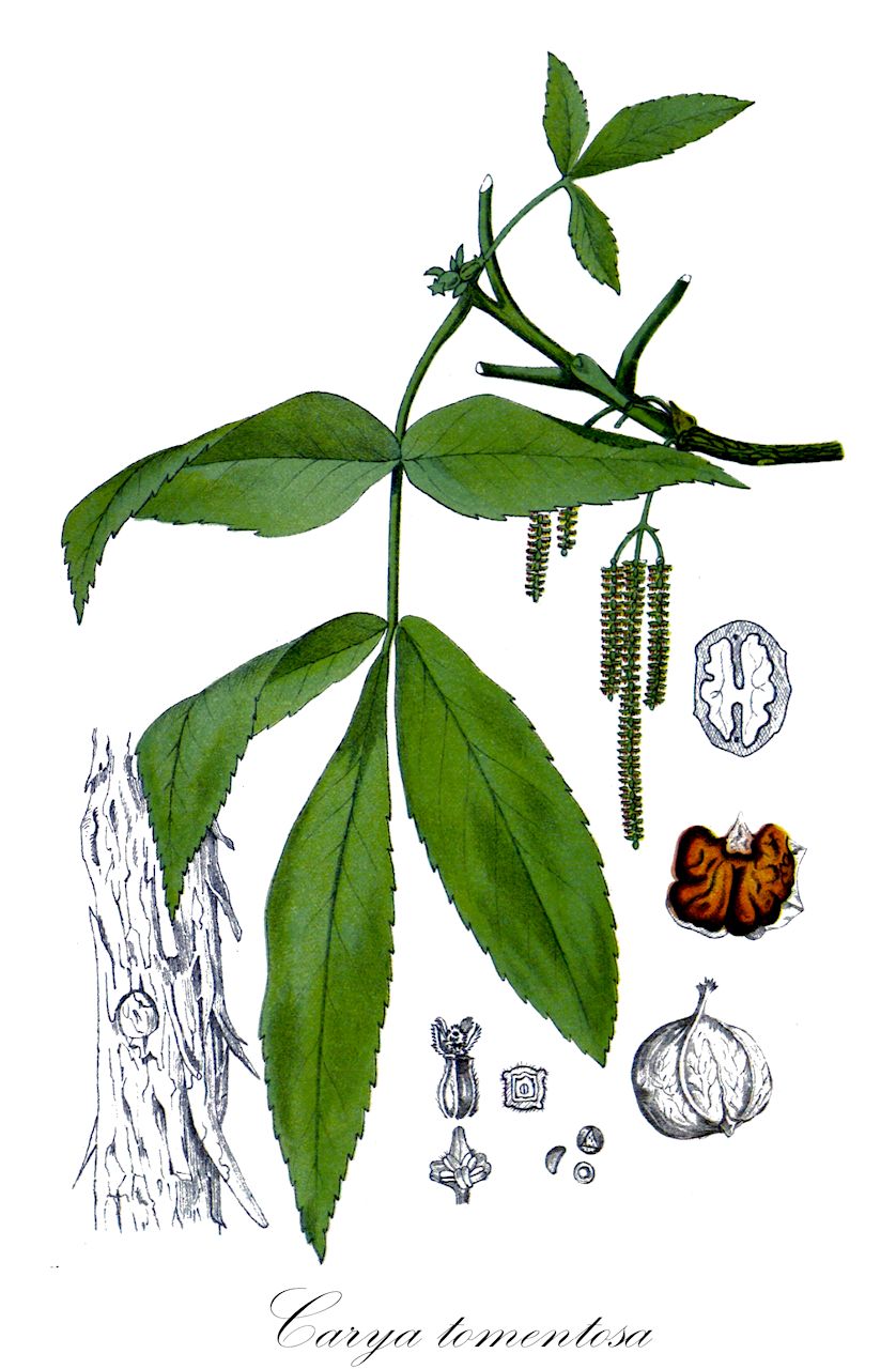Carya tomentosa - Juglandaceae,Plantae,Pteridobiotina,Angiosperms,Fagales,Juglandaceae,Carya,Carya tomentosa,Carya alba, Carya alba subsp. tomentosa, Carya alba var. anomala, Carya alba var. ficoides, Carya alba var. ovoidea, Carya alba var. subcoriacea, Carya compressa, Carya tomentosa f. ficoides, Carya tomentosa f. ovoidea, Carya tomentosa var. integrifolia, Carya tomentosa var. maxima, Carya tomentosa var. subcoriacea, Hicorius alba, Hicorius alba var. albicans, Hicorius alba var. anomala, Hicorius alba var. ficoides, Hicorius alba var. maxima, Hicorius alba var. ovoidea, Hicorius alba var. subcoriacea, Hicorius albus, Hicorius maxima, Hicorius tomentosa, Juglans alba, Juglans alba, Juglans compressa, Juglans procera, Juglans squamosa, Juglans tomentosa, Scoria alba, Scoria tomentosa,Spottnuss;mockernut hickory;caryer cotonneux;caria tomentosa;гикори пушистый;кария войлочная