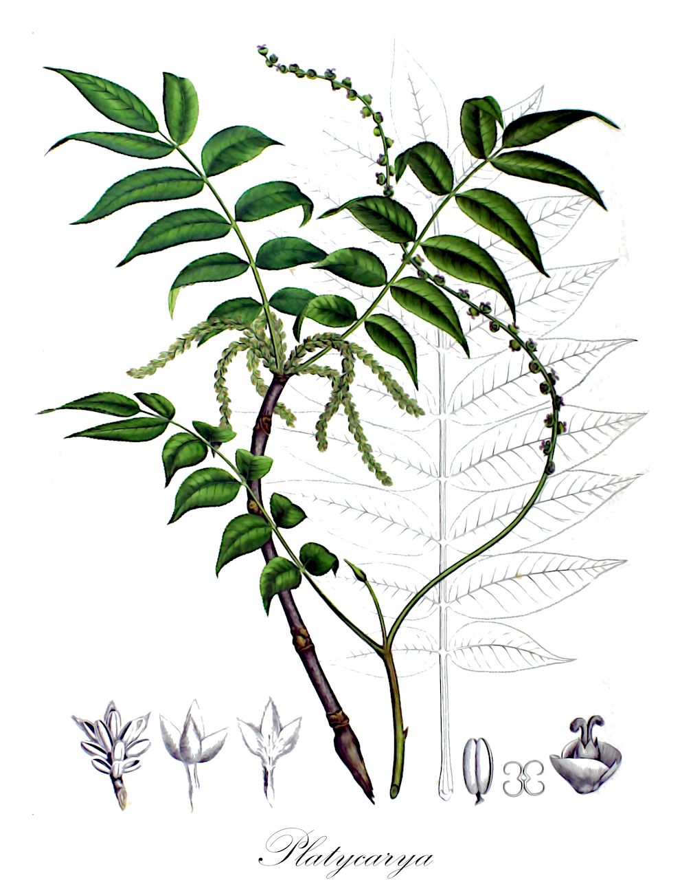 Platycarya - Juglandaceae,Plantae,Pteridobiotina,Angiosperms,Fagales,Juglandaceae,Platycarya,Fortunaea, Petrophiloides