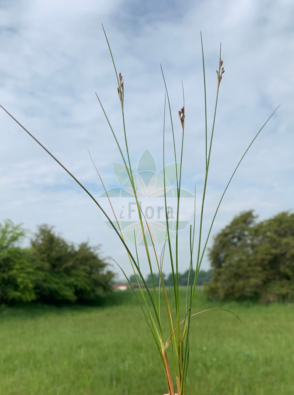 Juncus - Juncaceae,Biota,Plantae,Pteridobiotina,Tracheophyta,Liliopsida,Poales,Juncaceae,Juncus,Agathryon, Alpinojuncus, Australojuncus, Boreojuncus, Cephaloxys, Isoetes, Juncastrum, Juncinella, Juncinella, Microschoenus, Phylloschoenus, Stygiaria, Tenageia, Tristemon, Verojuncus