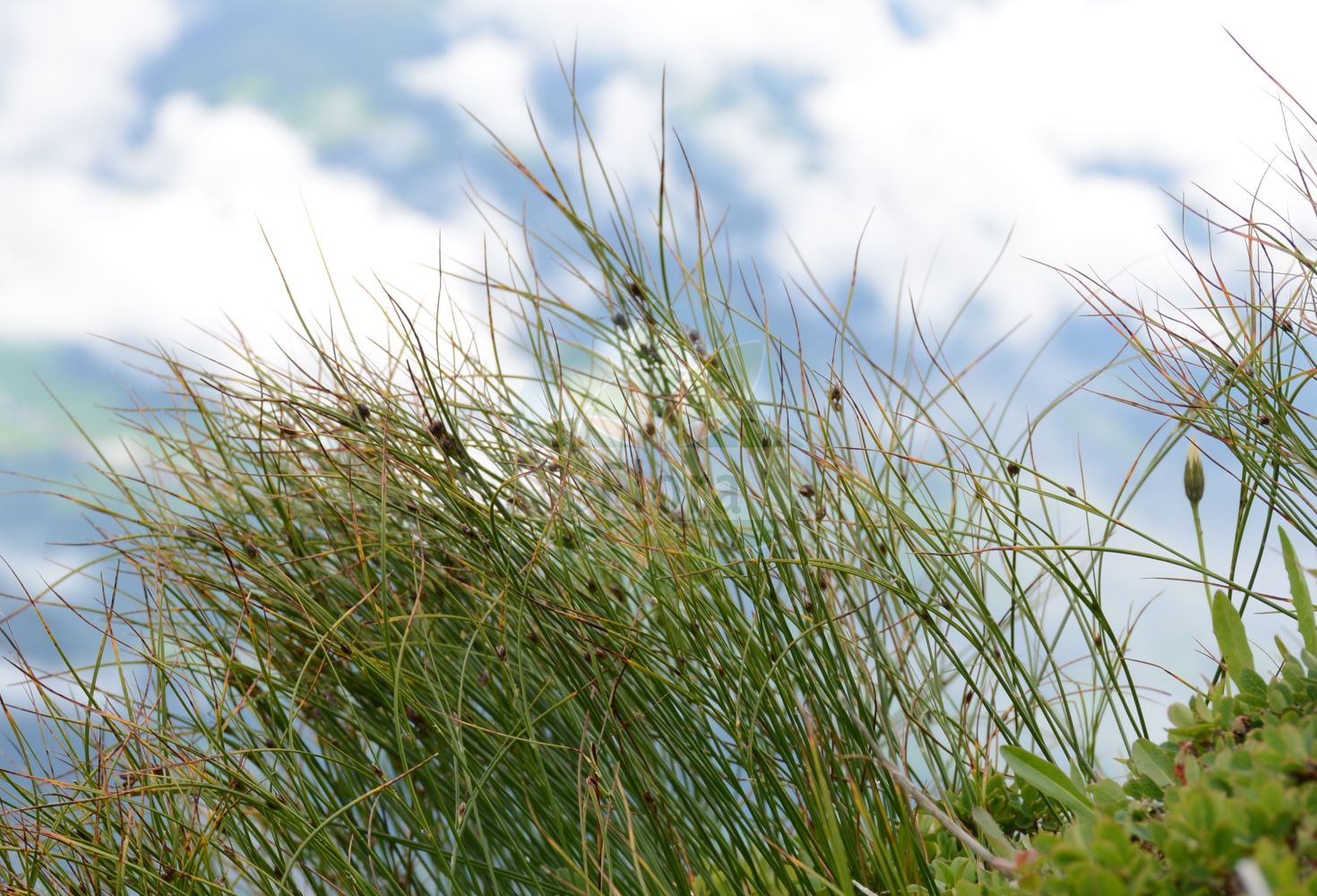 Oreojuncus trifidus - Juncaceae,Plantae,Pteridobiotina,Angiosperms,Poales,Juncaceae,Oreojuncus,Oreojuncus trifidus,Juncus alpestris, Juncus trifidus, Juncus trifidus subsp. carolinianus, Juncus trifidus subsp. monanthos, Juncus trifidus unr. curvatus, Juncus trifidus var. fastigiatus, Juncus trifidus var. medius, Juncus trifidus var. monanthos, Juncus trifidus var. pleianthos, Juncus trifidus var. sessiliflorus, Juncus trifidus var. trifidus, Juncus trifidus var. triflorus, Juncus trifidus var. uniflorus, Juncus trifidus var. vaginatus,Dreiblatt-Binse;Dreispaltige Binse;Gewöhnliche Dreispaltige Binse;Dreiblatt-Simse;Wenigblütige Dreispaltige Binse;three-leaved rush;cade juniper;highland rush;Jonc trifide;junco trífido;Giunco delle creste;ситник трёхраздельный;kulmak;zhukë;jonc trífid;trocjepi sit;klynnetåg;treblad-siv;sit skucina;trikrpo ločje;havasi szittyó;sítina trojklaná;sitina trojzárezová;ситник трироздільний;триделна дзука;rabbesev