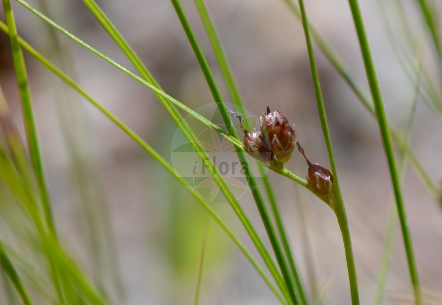 Oreojuncus trifidus - Juncaceae,Plantae,Pteridobiotina,Angiosperms,Poales,Juncaceae,Oreojuncus,Oreojuncus trifidus,Juncus alpestris, Juncus trifidus, Juncus trifidus subsp. carolinianus, Juncus trifidus subsp. monanthos, Juncus trifidus unr. curvatus, Juncus trifidus var. fastigiatus, Juncus trifidus var. medius, Juncus trifidus var. monanthos, Juncus trifidus var. pleianthos, Juncus trifidus var. sessiliflorus, Juncus trifidus var. trifidus, Juncus trifidus var. triflorus, Juncus trifidus var. uniflorus, Juncus trifidus var. vaginatus,Dreiblatt-Binse;Dreispaltige Binse;Gewöhnliche Dreispaltige Binse;Dreiblatt-Simse;Wenigblütige Dreispaltige Binse;three-leaved rush;cade juniper;highland rush;Jonc trifide;junco trífido;Giunco delle creste;ситник трёхраздельный;kulmak;zhukë;jonc trífid;trocjepi sit;klynnetåg;treblad-siv;sit skucina;trikrpo ločje;havasi szittyó;sítina trojklaná;sitina trojzárezová;ситник трироздільний;триделна дзука;rabbesev