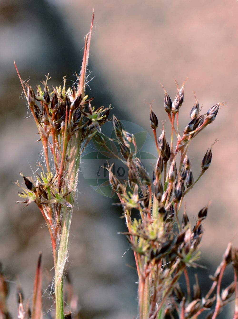 Luzula forsteri - Juncaceae,Plantae,Pteridobiotina,Angiosperms,Poales,Juncaceae,Luzula,Luzula forsteri,Juncoides forsteri, Juncus forsteri, Luciola forsteri, Luzula gesneri, Luzula vernalis subsp. forsteri, Nemorinia forsteri, Pterodes forsteri,Forsters Hainsimse;Eichenwald-Hainsimse;Forster-Hainbinse;southern wood-rush;forster's woodrush;sourthern woodrush;Luzule de Forster;lúzula;Erba lucciola mediterranea;ожика Форстера;gevşek luzul;luzulë;lúzula de Forster;Forsterova bekica;parkfryle;forsterjeva bekica;délvidéki perjeszittyó;ожика форстера;форстерова светлика