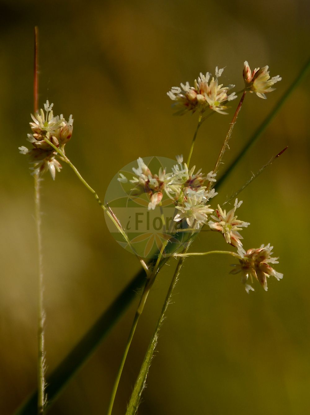 Luzula luzuloides - Juncaceae,Plantae,Pteridobiotina,Angiosperms,Poales,Juncaceae,Luzula,Luzula luzuloides,Juncus luzuloides, Luzula angustifolia, Luzula luzuloides var. erytranthema,Weißliche Hainsimse;Schmalblättrige Hainsimse;Gewöhnliche Weiße Hainsimse;Rötliche Hainsimse;Gewöhnliche Hainsimse;Weiße Hainsimse;Schmalblättrige Hainbinse;Gerötete Weißliche Hainsimse;white wood-rush;forest wood rush;oakforest woodrush;common woodrush;Luzule des bosquets;luzule blanchâtre;luzule cuivrée;luzule fausse luzule;Erba lucciola bianca;witte veldbies;ожика беловатая;çatal luzul;bjelkasta bekica;vitfryle;bleg frytle;kosmatka gajowa;belkasta bekica;fehér perjeszittyó;bika bělavá;bika hajní;chlpaňa hájna;ожика гайова;обикновена светлика;храсталачна светлика;salu-piiphein;birztalu zemlālīte;kvitfrytle;valkopiippo;krūminis kiškiagrikis