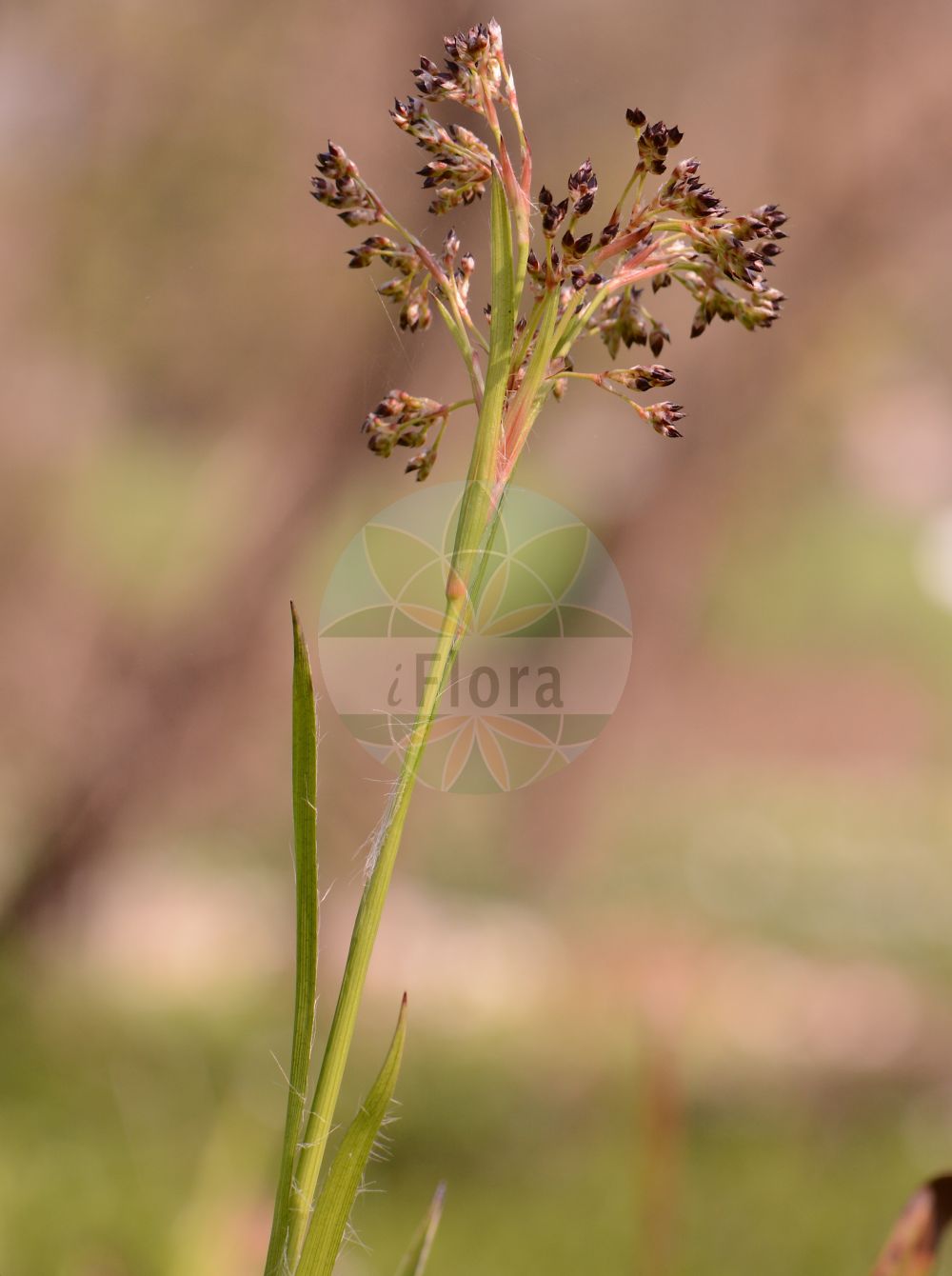 Luzula sylvatica - Juncaceae,Plantae,Pteridobiotina,Angiosperms,Poales,Juncaceae,Luzula,Luzula sylvatica,Juncoides sylvatica, Juncus sylvaticus, Luciola sylvatica,Wald-Hainsimse;Gewöhnliche Wald-Hainsimse;Große Hainsimse;Siebers Wald-Hainsimse;Wald-Hainbinse;great wood-rush;greater woodrush;shadowgrass;Luzule des forêts;luzule des bois;grande luzule;luzule à larges feuilles;luzule élevée;lúzula del bosque;Erba lucciola a foglie larghe;giunco mucronato;groote veldbies;grote veldbies;ожика лесная;meşe luzulu;luzulë;lúzula selvàtica;šumska bekica;stor-fryle;storfryle;stor frytle;kosmatka olbrzymia;gozdna bekica;erdei perjeszittyó;bika lesní;chlpaňa lesná;ожика лісова;горска светлика;storfrytle