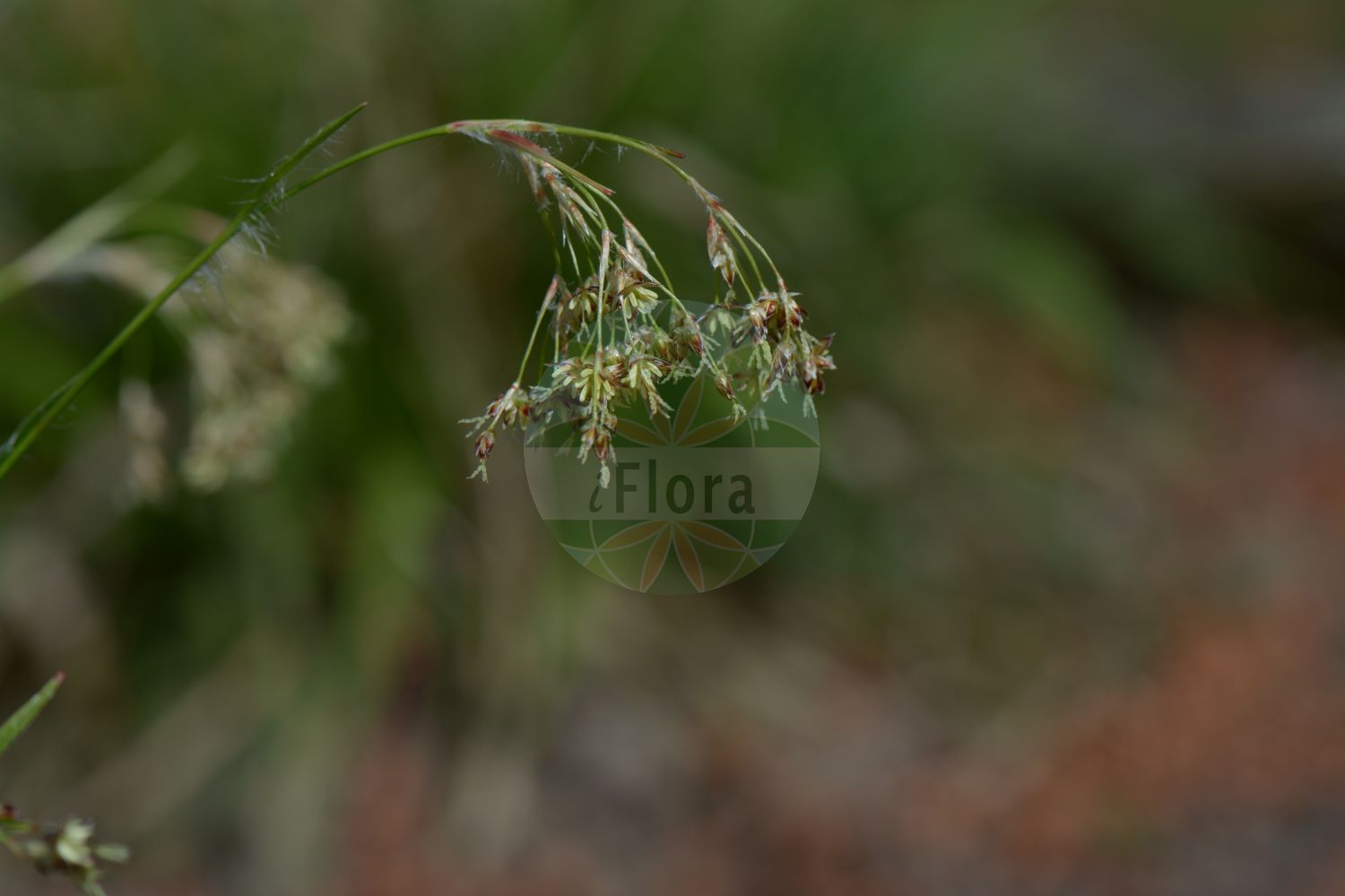 Luzula sylvatica - Juncaceae,Plantae,Pteridobiotina,Angiosperms,Poales,Juncaceae,Luzula,Luzula sylvatica,Juncoides sylvatica, Juncus sylvaticus, Luciola sylvatica,Wald-Hainsimse;Gewöhnliche Wald-Hainsimse;Große Hainsimse;Siebers Wald-Hainsimse;Wald-Hainbinse;great wood-rush;greater woodrush;shadowgrass;Luzule des forêts;luzule des bois;grande luzule;luzule à larges feuilles;luzule élevée;lúzula del bosque;Erba lucciola a foglie larghe;giunco mucronato;groote veldbies;grote veldbies;ожика лесная;meşe luzulu;luzulë;lúzula selvàtica;šumska bekica;stor-fryle;storfryle;stor frytle;kosmatka olbrzymia;gozdna bekica;erdei perjeszittyó;bika lesní;chlpaňa lesná;ожика лісова;горска светлика;storfrytle