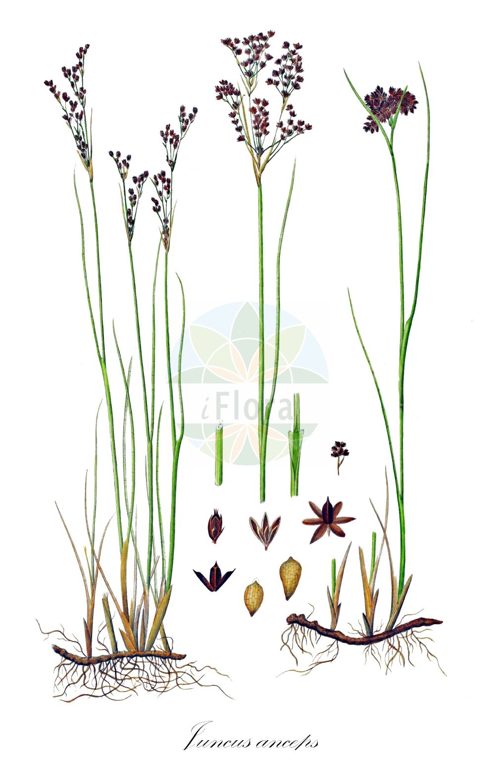 Juncus anceps - Juncaceae,Plantae,Pteridobiotina,Angiosperms,Poales,Juncaceae,Juncus,Juncus anceps,Juncus alpinoarticulatus subsp. atricapillus, Juncus anceps f. coarctatus, Juncus anceps f. herzegovinus, Juncus anceps f. pumilus, Juncus anceps subsp. herzegovinus, Juncus anceps unr. atricapillus, Juncus anceps var. atricapillus, Juncus anceps var. congestus, Juncus anceps var. genuinus, Juncus anceps var. sparsiflorus, Juncus articulatus subsp. atricapillus, Juncus atricapillus, Juncus atricapillus, Juncus atricapillus subsp. anceps,Zweischneidige Binse;black rush;jonc flasque;duinrus;kulmak;zhukë;dvosjekli sit;svarttåg;sand-siv;rezilno ločje