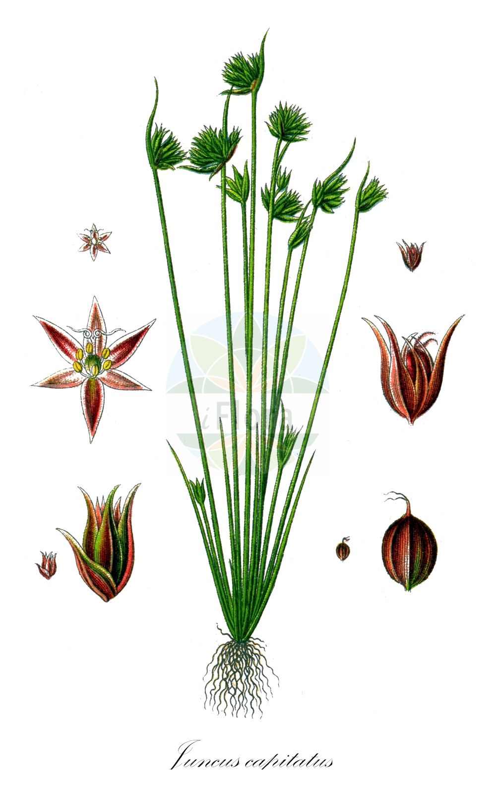 Juncus capitatus - Juncaceae,Plantae,Pteridobiotina,Angiosperms,Poales,Juncaceae,Juncus,Juncus capitatus,Juncus capitatus f. physcomitrioides, Juncus capitatus f. umbelliformis, Juncus capitatus subsp. setaceus, Juncus capitatus unr. triandrus, Juncus capitatus unr. versicolor, Juncus capitatus unr. virescens, Juncus capitatus var. congestus, Juncus capitatus var. physcomitrioides, Juncus capitatus var. setaceus, Juncus capitatus var. triandrus, Juncus ericetorum, Juncus globiceps, Juncus gracilis, Juncus gracilis var. capitatus, Juncus mutabilis, Juncus tenellus, Juncus triandrus, Schoenus minimus,Kopf-Binse;Kopf-Simse;Kopfige Simse;dwarf rush;capitate rush;leafybract dwarf rush;Jonc capité;jonc en tête;junco enano;Giunco a capolino;koprus;kop-rus;junco-de-cabeça;ситник головчатый;topakkofa;glavičasti sit;huvudtåg;fin siv;sit główkowaty;glavičasto ločje;fejecses szittyó;sítina hlávkatá;sítina strboulkatá;sitina hlavatá;sitina hlavičkatá;ситник головчастий;главеста дзука;galvainais donis;mykerövihvilä;samar karkafti;סָמָר קַרְקַפְתִּי;galvinis vikšris