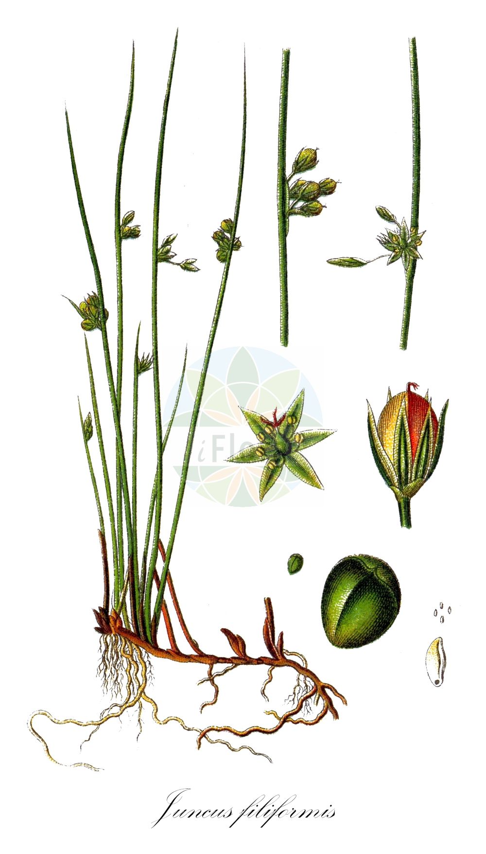 Juncus filiformis - Juncaceae,Plantae,Pteridobiotina,Angiosperms,Poales,Juncaceae,Juncus,Juncus filiformis,Juncus balticus f. pusillus, Juncus filiformis f. flaccidus, Juncus filiformis f. flaccidus, Juncus filiformis f. prostratus, Juncus filiformis f. pusillus, Juncus filiformis lus. prolifer, Juncus filiformis unr. transsilvanicus, Juncus filiformis var. aphyllus, Juncus filiformis var. foliatus, Juncus filiformis var. kulczynskii, Juncus filiformis var. pluriflorus, Juncus filiformis var. pusillus, Juncus filiformis var. transsilvanicus, Juncus transsilvanicus, Juncus trichodes,Faden-Binse;Faden-Simse;thread rush;Jonc filiforme;Giunco filiforme;draad-rus;draadrus;ситник нитевидный;kızsazı;jonc filiforme;končasti sit;trådtåg;tråd-siv;sit cienki;nitasto ločje;sítina niťovitá;sitina niťolistá;sitina vláknitá;ситник нитковидний;нишковидна дзука;niitluga;tievais donis;trådsev;jouhivihvilä;siūlinis vikšris;sī zhuàng dēng xīn cǎo;丝状灯心草