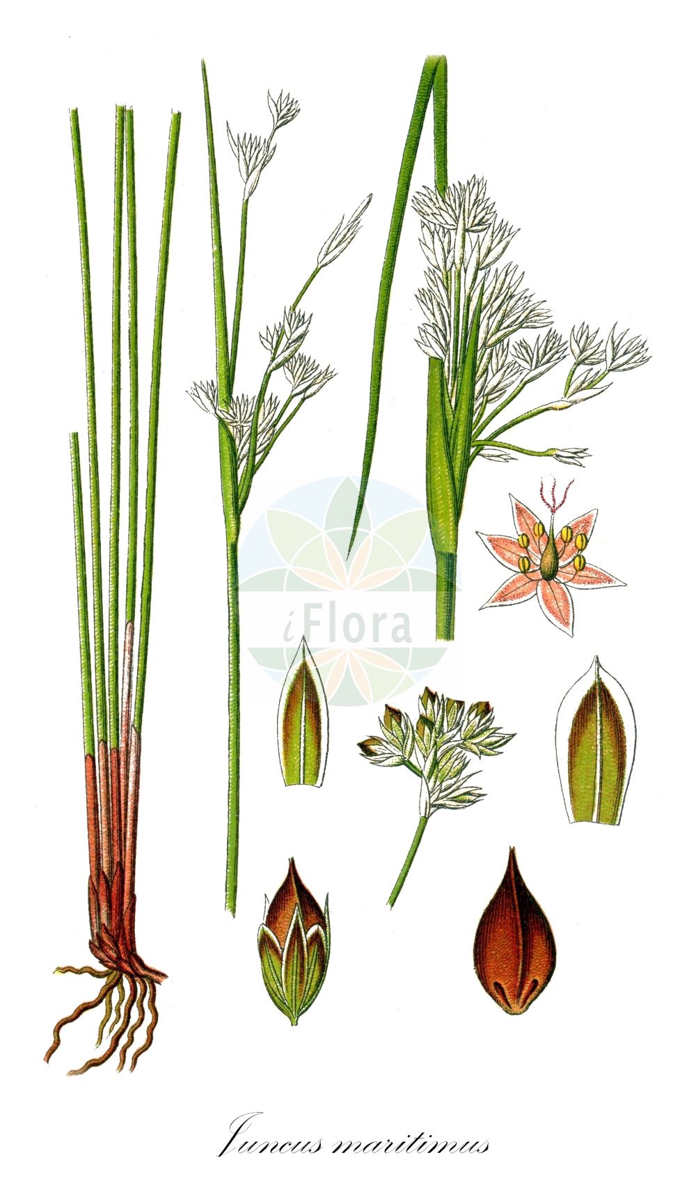 Juncus maritimus - Juncaceae,Plantae,Pteridobiotina,Angiosperms,Poales,Juncaceae,Juncus,Juncus maritimus,Juncus broteri, Juncus maritimus unr. ponticus, Juncus maritimus var. atlanticus, Juncus maritimus var. congestus, Juncus maritimus var. contractus, Juncus maritimus var. luxurians, Juncus maritimus var. nervatus, Juncus maritimus var. ponticus, Juncus paui, Juncus ponticus, Juncus pseudacutus, Juncus spinosus var. congestus, Schoenus coarctatus,Strand-Binse;Meerstrand-Binse;Strand-Simse;sea rush;seaside rush;jonc maritime;junco marino;junco marítimo;giunco marino;zeerus;zee-rus;junco-marítimo;junco-das-esteiras;морска дзука;ситник морской;ситник приморский;peygamberkılıcı;kulmak;kulmaku bregdetar;zhukë;jonc marítim;brula;strand-tåg;strandtåg;strand-siv;sit morski;obmorsko ločje;tengeri szittyó;pipirig de mare;sitina pobrežná;ситник приморський;морска дзука;samar yammi;סָמָר יַמִּי