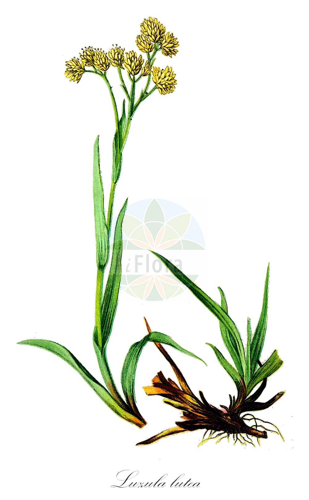 Luzula lutea - Juncaceae,Plantae,Pteridobiotina,Angiosperms,Poales,Juncaceae,Luzula,Luzula lutea,Juncoides lutea, Juncus aureus, Juncus luteus, Juncus multiflorus, Juncus spadiceus, Luzula aurea, Luzula lutea subsp. pyrenaica,Gelbe Hainsimse;Gold-Hainsimse;Luzule jaune;lúzula groga;Erba lucciola gialla;bagnamacolo giallo;ожика жёлтая;lúzula groga