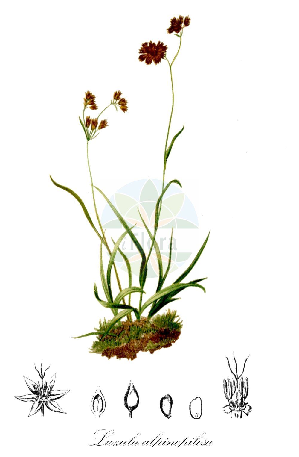 Luzula alpinopilosa - Juncaceae,Plantae,Pteridobiotina,Angiosperms,Poales,Juncaceae,Luzula,Luzula alpinopilosa,Juncus alpinopilosus,Braune Hainsimse;Braunblütige Hainsimse;Candolles Braune Hainsimse;Gewöhnliche Braune Hainsimse;alpine wood-rush;alpine woodrush;northern green rush;Luzule marron;Erba lucciola dei ghiacciai;ожика альпийская;lúzula alpina;bekica;kosmatka brunatna;rjava bekica;ожика альпійська;кестенява светлика