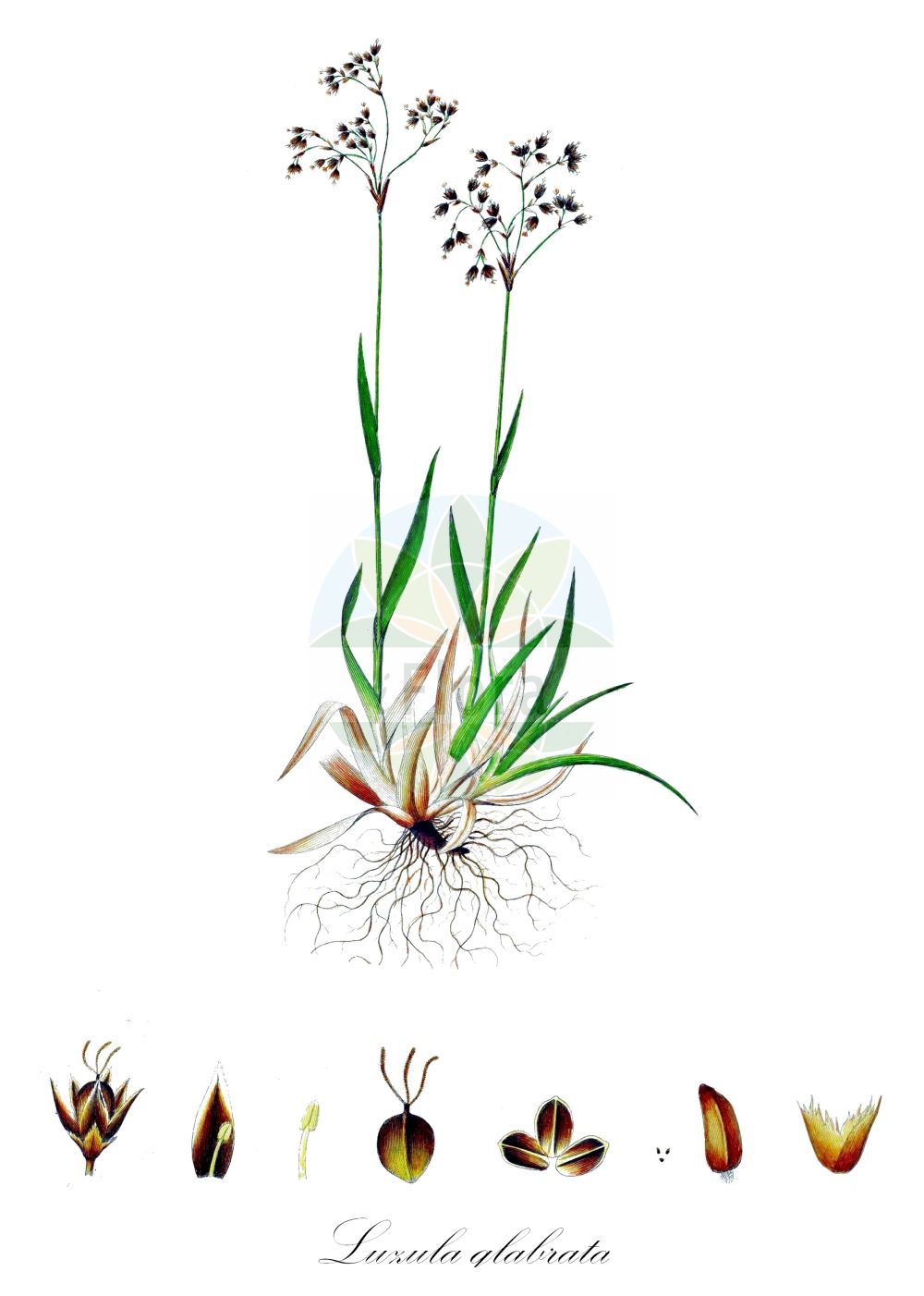 Luzula glabrata - Juncaceae,Plantae,Pteridobiotina,Angiosperms,Poales,Juncaceae,Luzula,Luzula glabrata,Juncoides glabrata, Juncus glabratus, Juncus glabratus, Juncus intermedius, Juncus pilosus subsp. glabrescens, Luzula glabrata var. vera, Luzula glabrescens, Luzula intermedia, Luzula parviflora var. intermedia, Luzula spadicea var. glabrata,Kahle Hainsimse;smooth wood-rush;luzule glabre;erba lucciola glabrescente;ожика оголенная;lúzula glabra