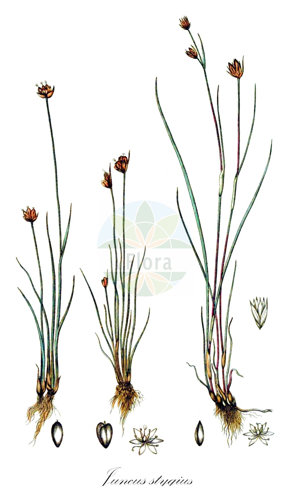 Juncus stygius - Juncaceae,Plantae,Pteridobiotina,Angiosperms,Poales,Juncaceae,Juncus,Juncus stygius,Scirpus stygius,Moor-Binse;Styx-Binse;moor rush;bog rush;Jonc du Styx;Giunco dello Styx;ситник стигийский;dytåg;sit torfowy;rabaluga;kūdrāja donis;nykkesev;rimpivihvilä;pelkinis vikšris