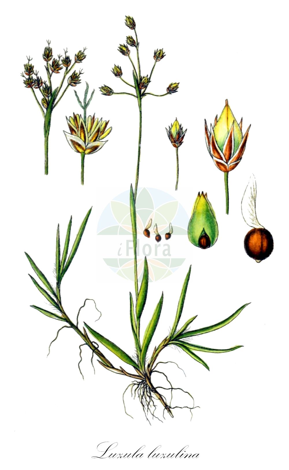 Luzula luzulina - Juncaceae,Plantae,Pteridobiotina,Angiosperms,Poales,Juncaceae,Luzula,Luzula luzulina,Juncoides luzulina, Juncus flavescens, Juncus luzulinus, Luzula flavescens, Luzula flavescens var. murrea, Luzula hostii, Luzula hostii subsp. murrea, Luzula hostii var. murrea, Luzula murrea, Luzula murrea, Nemorinia flavescens, Pterodes flavescens,Gelbliche Hainsimse;yellow wood-rush;Luzule jaunâtre;Erba lucciola delle peccete;ожика светлая;bayır luzulu;sitna bekica;kosmatka żółtawa;rumenkasta bekica;bika žlutavá;chlpaňa žltkastá;ожика світла;хостова светлика