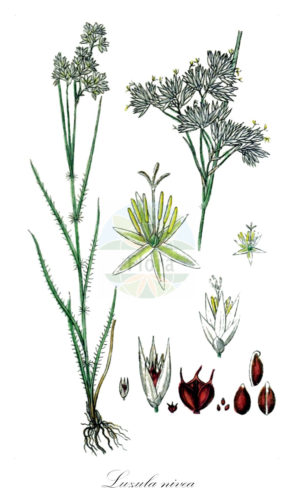 Luzula nivea - Juncaceae,Plantae,Pteridobiotina,Angiosperms,Poales,Juncaceae,Luzula,Luzula nivea,Juncoides nivea, Juncus niveus, Juncus niveus, Luzula nivea subvar. livida, Luzula nivea subvar. rubella, Luzula nivea unr. angustata, Luzula nivea var. angustata, Luzula nivea var. livida, Luzula nivea var. minuta, Luzula nivea var. rubella, Luzula nivea var. rubescens,Schneeweiße Hainsimse;Schnee-Hainsimse;Schneeweiße Hainbinse;snow-white wood-rush;snowy woodrush;lesser wood-rush;Luzule blanc-de-neige;luzule des neiges;jonc blanc des montagnes;luzule neigeuse;Erba lucciola maggiore;lúzula nivia;snježnobijela bekica;snežnobela bekica;havasi perjeszittyó;bika sněhobílá;chlpaňa snežnatá