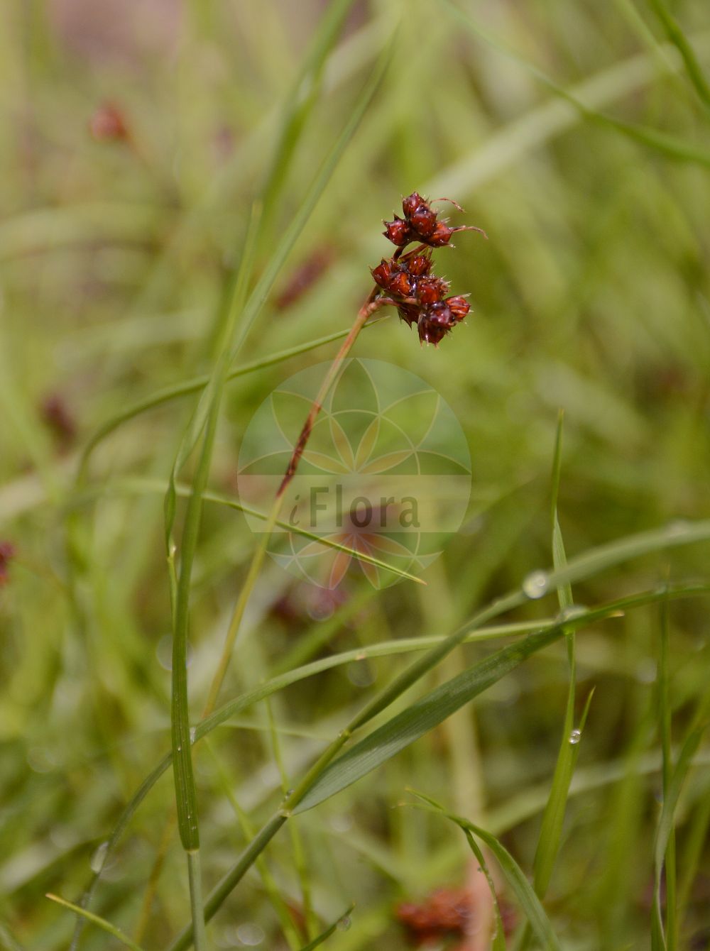 Luzula congesta - Juncaceae,Plantae,Pteridobiotina,Angiosperms,Poales,Juncaceae,Luzula,Luzula congesta,Juncus campestris var. strictus, Juncus congestus, Juncus liniger, Luciola congesta, Luzula campestris subsp. congesta, Luzula campestris var. congesta, Luzula campestris var. congesta, Luzula campestris var. hornemannii, Luzula campestris var. pallens, Luzula congesta var. glabra, Luzula congesta var. subglabra, Luzula erecta prol. congesta, Luzula erecta var. congesta, Luzula intermedia var. congesta, Luzula multiflora f. congesta, Luzula multiflora subsp. congesta, Luzula multiflora subsp. congesta, Luzula multiflora var. congesta, Luzula spicata var. latifolia,Gedrängte Hainsimse;Kopfige Feld-Hainsimse;Kopfige Hainsimse;Gedrängtblütige Hainsimse;Knäuel-Hasenbrot;spike wood-rush;luzulë;hedfryle;hoved-frytle;сбита светлика;heifrytle