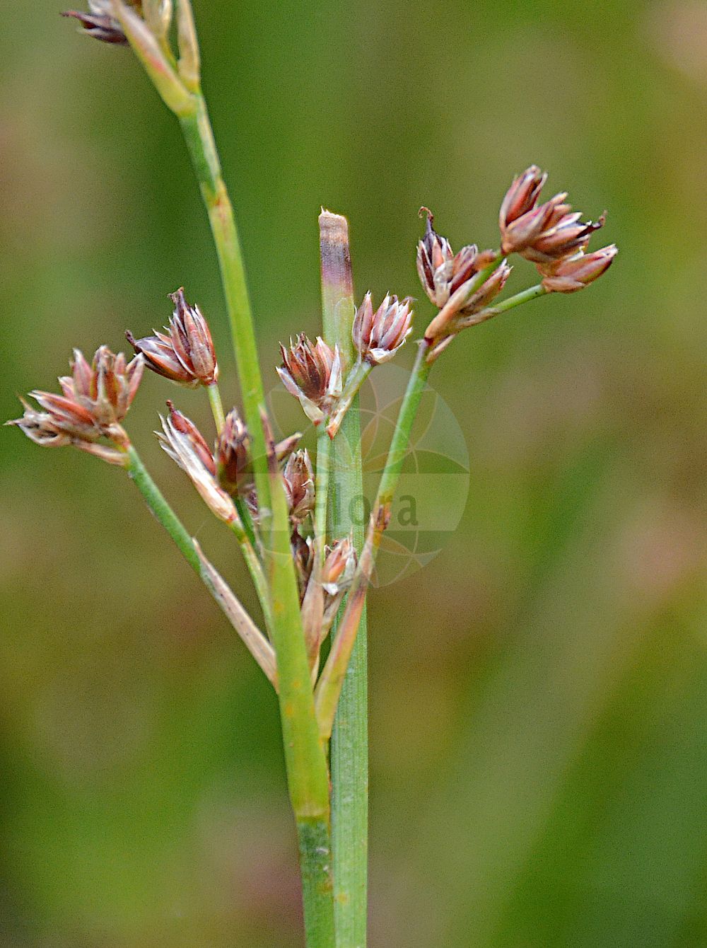 Juncus acutiflorus - Juncaceae,Plantae,Pteridobiotina,Angiosperms,Poales,Juncaceae,Juncus,Juncus acutiflorus,Juncus acutiflorus subsp. genuinus, Juncus acutiflorus var. brevirostris, Juncus acutiflorus var. genuinus, Juncus acutiflorus var. microcephalus, Juncus acutiflorus var. multiflorus, Juncus articulatus f. acutiflorus, Juncus brevirostris, Juncus foliosus, Juncus lampocarpus var. acutiflorus, Juncus sylvaticus prol. brevirostris, Juncus sylvaticus subvar. brevirostris, Juncus sylvaticus unr. brevirostris, Juncus sylvaticus var. brevirostris, Phylloschoenus acutiflorus,Spitzblütige Binse;Bastard-Glieder-Binse;Spitzblütige Simse;sharp-flowered rush;sharpflower rush;Jonc à fleurs aigües;jonc des bois;jonc à fleurs aiguës;junco de bonales;Giunco a fiori acuti;giunco aristato;bos-rus;veld-rus;bosrus;veldrus;junco-de-flor-aguda;ситник остроцветковый;ситник остроцветный;sivri kofa;kulmak;kulmaku lulemprehtë;zhukë;jonc acutiflor;šiljastocvjetni sit;spetståg;spidsblomstret siv;sit ostrokwiatowy;ostrocvetno ločje;fekete szittyó;növény békaszittyó;sítina ostrokvětá;pipirig de pădure;sitina ostrokvetá;ситник гостропелюстковий;остроцветна дзука