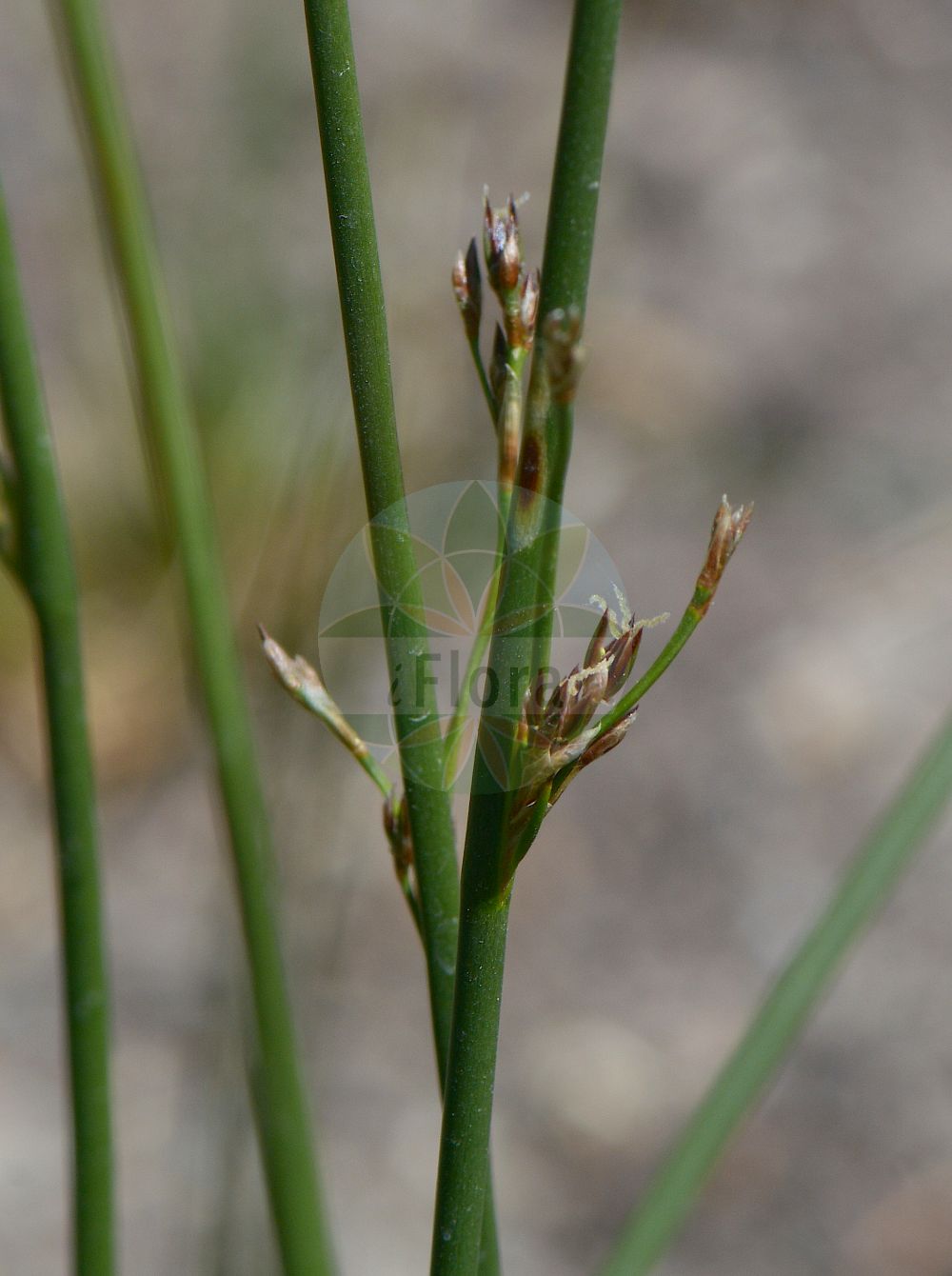 Juncus balticus - Juncaceae,Plantae,Pteridobiotina,Angiosperms,Poales,Juncaceae,Juncus,Juncus balticus,Juncus arcticus subsp. balticus, Juncus arcticus var. balticus, Juncus balticus subsp. vallicola, Juncus balticus unr. europaeus, Juncus balticus var. balticus, Juncus balticus var. europaeus, Juncus glaucus var. littoralis, Juncus helodes,Baltische Binse;baltic rush;mexican rush;jonc de la Baltique;Noorse rus;noordse rus;ситник балтийский;goga;jonc pirinenc;östersjötåg;klit-siv;sit bałtycki;randluga;Baltijas donis;sandsev;merivihvilä;baltijinis vikšris