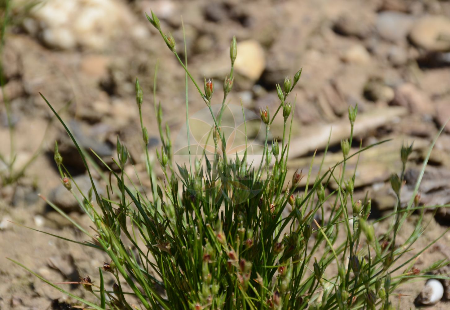 Juncus bufonius - Juncaceae,Plantae,Pteridobiotina,Angiosperms,Poales,Juncaceae,Juncus,Juncus bufonius,Cyperus bufonius, Juncus aletaiensis, Juncus bilineatus, Juncus bufonius f. alpinus, Juncus bufonius f. bracteatus, Juncus bufonius f. bufonius, Juncus bufonius f. congestus, Juncus bufonius f. divaricatus, Juncus bufonius f. filiformis, Juncus bufonius f. frondescens, Juncus bufonius f. giganteus, Juncus bufonius f. scoparius, Juncus bufonius prol. minutulus, Juncus bufonius subsp. helaertii, Juncus bufonius subsp. juzepczukii, Juncus bufonius unr. frondescens, Juncus bufonius unr. giganteus, Juncus bufonius unr. leucanthus, Juncus bufonius unr. parviflorus, Juncus bufonius unr. scoparius, Juncus bufonius var. alpinus, Juncus bufonius var. bufonius, Juncus bufonius var. capillaris, Juncus bufonius var. compactus, Juncus bufonius var. congestus, Juncus bufonius var. dolichophyllus, Juncus bufonius var. filiformis, Juncus bufonius var. genuinus, Juncus bufonius var. gracilis, Juncus bufonius var. gramineus, Juncus bufonius var. grandiflorus, Juncus bufonius var. juzepczukii, Juncus bufonius var. laxus, Juncus bufonius var. minimus, Juncus bufonius var. procerior, Juncus bufonius var. pumilio, Juncus bufonius var. repens, Juncus bufonius var. subauriculatus, Juncus bufonius var. suffocatus, Juncus bufonius var. susianus, Juncus bufonius var. tuberifer, Juncus bufonius var. tuberiferus, Juncus bufonius var. typicus, Juncus bufonius var. virens, Juncus bufonius var. viviparus, Juncus bufonius var. vulgaris, Juncus bufonum, Juncus bulbosus var. pumilus, Juncus cespifolius, Juncus congestus, Juncus creticus, Juncus divaricatus, Juncus erythropodus, Juncus fasciatus, Juncus istriacus, Juncus juzepczukii, Juncus leptocladus, Juncus plebeius, Juncus prolifer, Juncus pumilus, Schoenus ferrugineus, Tenageia bufonia,Kröten-Binse;toad rush;Jonc des crapauds;jonc crapaudine;herbe à crapauds;junco de los sapos;junco de rana;resbalabueyes;junco de sapo;junquillo de sapo;Giunco annuale;giunco delle botte;giunco delle rane;greppel-rus;greppelrus;junco-dos-sapos;junco-cabelo-de-porco;junco-bulboso;junco-das-rãs;relvinha;ситник жабий;kamır;kulmak;kulmaku i kënetave;kulmaku thithlopë;zhukë;jonc de galàpet;žablji sit;väg-tåg;vägtåg;tudse-siv;sit dwudzielny;žabje ločje;varangyszittyó;sítina žabí;iarba broaștei;sitina ropušia;sitina žabia;ситник жаб'ячий;клонеста дзука;kraavluga;krupju donis;paddesev;konnanvihvilä;лисната сита;самоцвјетни сит;samar matzui;סָמָר מָצוּי;rupūžinis vikšris;xiǎo dēng xīn cǎo;小灯心草