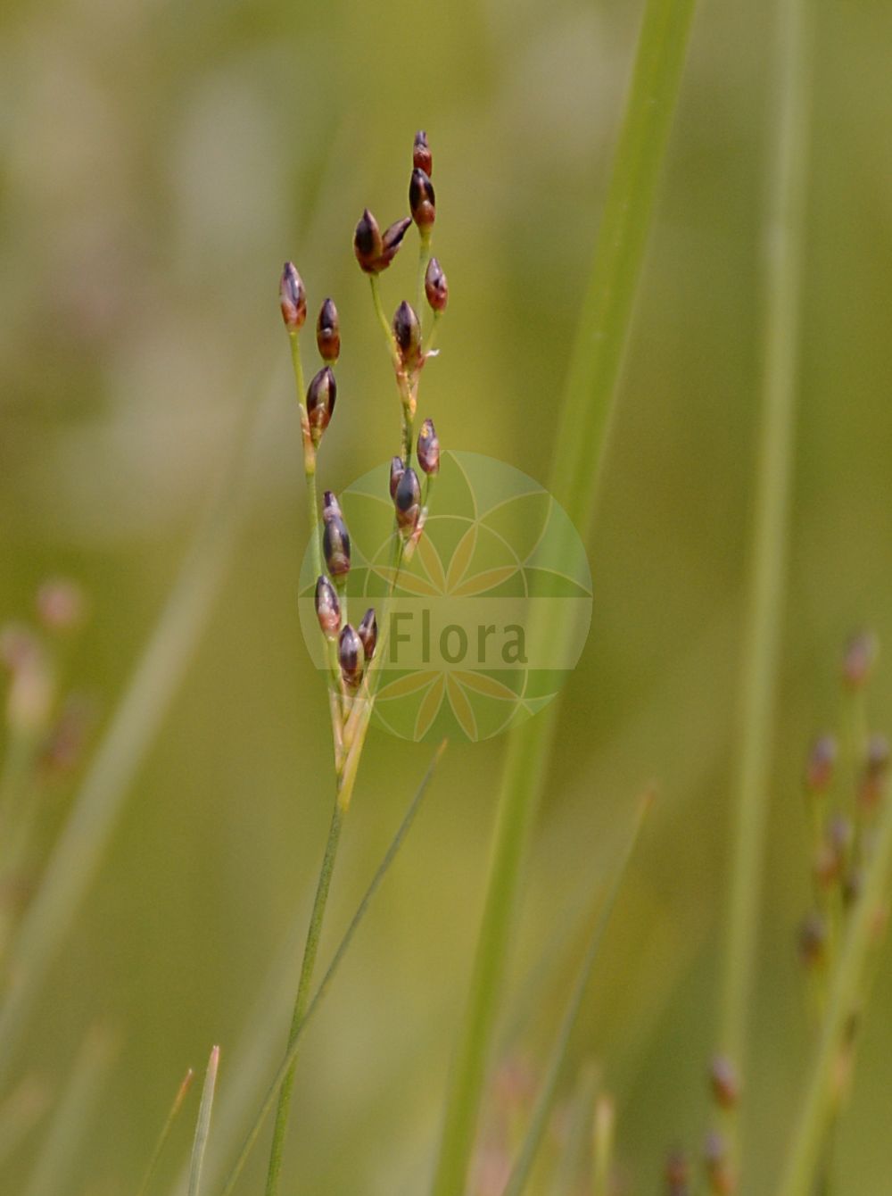 Juncus - Juncaceae,Biota,Plantae,Pteridobiotina,Tracheophyta,Liliopsida,Poales,Juncaceae,Juncus,Agathryon, Alpinojuncus, Australojuncus, Boreojuncus, Cephaloxys, Isoetes, Juncastrum, Juncinella, Juncinella, Microschoenus, Phylloschoenus, Stygiaria, Tenageia, Tristemon, Verojuncus