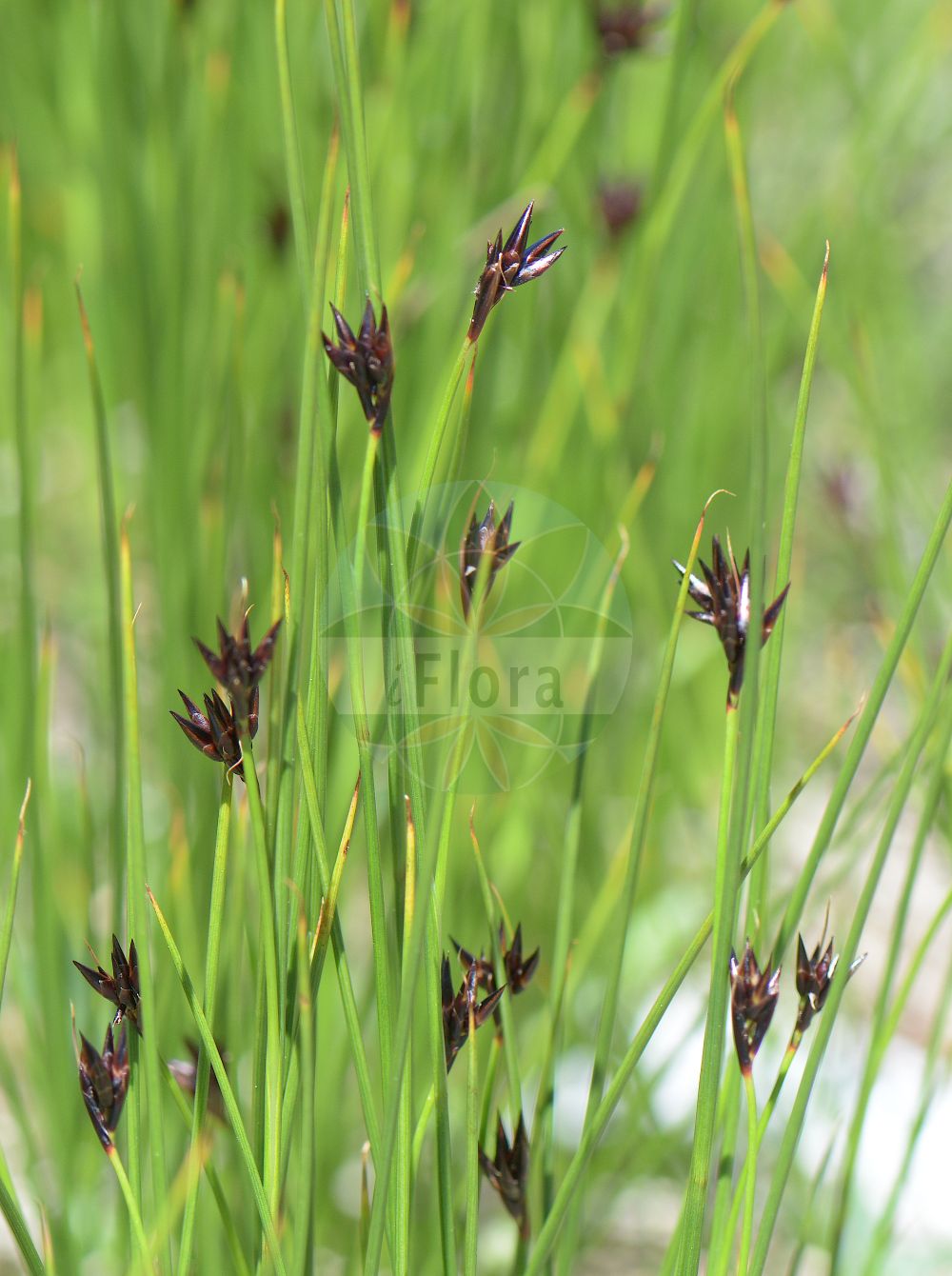 Juncus jacquinii - Juncaceae,Plantae,Pteridobiotina,Angiosperms,Poales,Juncaceae,Juncus,Juncus jacquinii,Juncus atratus, Juncus castaneus, Juncus jacquinii var. biceps,Jacquins Binse;Gämsen-Simse;Gemsen-Binse;Gemsen-Binse;black alpine rush;Jonc de Jacquin;Giunco di Jacquin;jacquinovo ločje