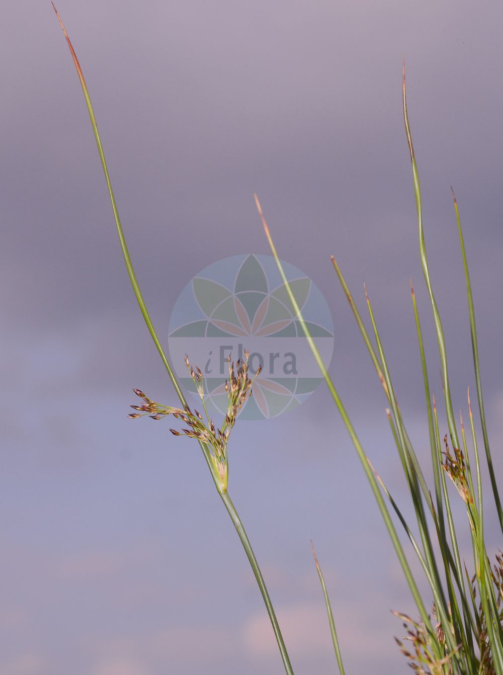 Juncus maritimus - Juncaceae,Plantae,Pteridobiotina,Angiosperms,Poales,Juncaceae,Juncus,Juncus maritimus,Juncus broteri, Juncus maritimus unr. ponticus, Juncus maritimus var. atlanticus, Juncus maritimus var. congestus, Juncus maritimus var. contractus, Juncus maritimus var. luxurians, Juncus maritimus var. nervatus, Juncus maritimus var. ponticus, Juncus paui, Juncus ponticus, Juncus pseudacutus, Juncus spinosus var. congestus, Schoenus coarctatus,Strand-Binse;Meerstrand-Binse;Strand-Simse;sea rush;seaside rush;jonc maritime;junco marino;junco marítimo;giunco marino;zeerus;zee-rus;junco-marítimo;junco-das-esteiras;морска дзука;ситник морской;ситник приморский;peygamberkılıcı;kulmak;kulmaku bregdetar;zhukë;jonc marítim;brula;strand-tåg;strandtåg;strand-siv;sit morski;obmorsko ločje;tengeri szittyó;pipirig de mare;sitina pobrežná;ситник приморський;морска дзука;samar yammi;סָמָר יַמִּי