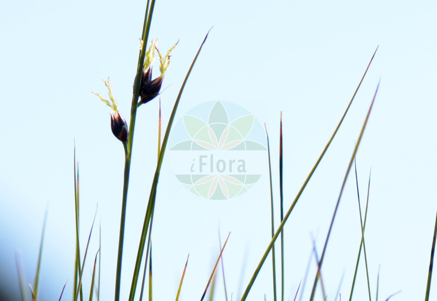 Oreojuncus trifidus - Juncaceae,Plantae,Pteridobiotina,Angiosperms,Poales,Juncaceae,Oreojuncus,Oreojuncus trifidus,Juncus alpestris, Juncus trifidus, Juncus trifidus subsp. carolinianus, Juncus trifidus subsp. monanthos, Juncus trifidus unr. curvatus, Juncus trifidus var. fastigiatus, Juncus trifidus var. medius, Juncus trifidus var. monanthos, Juncus trifidus var. pleianthos, Juncus trifidus var. sessiliflorus, Juncus trifidus var. trifidus, Juncus trifidus var. triflorus, Juncus trifidus var. uniflorus, Juncus trifidus var. vaginatus,Dreiblatt-Binse;Dreispaltige Binse;Gewöhnliche Dreispaltige Binse;Dreiblatt-Simse;Wenigblütige Dreispaltige Binse;three-leaved rush;cade juniper;highland rush;Jonc trifide;junco trífido;Giunco delle creste;ситник трёхраздельный;kulmak;zhukë;jonc trífid;trocjepi sit;klynnetåg;treblad-siv;sit skucina;trikrpo ločje;havasi szittyó;sítina trojklaná;sitina trojzárezová;ситник трироздільний;триделна дзука;rabbesev