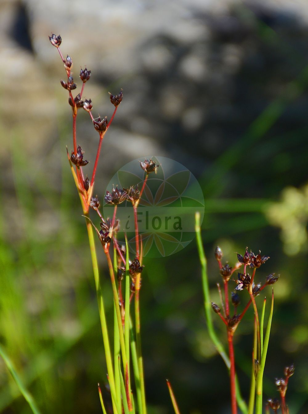 Juncus alpinoarticulatus - Juncaceae,Plantae,Pteridobiotina,Angiosperms,Poales,Juncaceae,Juncus,Juncus alpinoarticulatus,Juncus acutiflorus var. alpinus, Juncus alpinoarticulatus subsp. alpinus, Juncus alpinus, Juncus alpinus subsp. australis, Juncus alpinus subsp. mucroniflorus, Juncus alpinus unr. mucroniflorus, Juncus fuscoater var. minor, Juncus mucroniflorus, Juncus ustulatus var. alpinus,Alpen-Binse;Dunkle Alpen-Binse;Gebirgs-Binse;Gebirgs-Simse;Gewöhnliche Alpen-Binse;Alpen-Simse;alpine rush;Jonc des Alpes;Giunco alpino;alpenrus;ситник альпийский;dağcamışotu;kulmak;zhukë;jonc alpí;sit;myrtåg;sod-siv;sit alpejski;alpsko ločje;havasi szittyó;sítina alpská;sitina alpínska;високопланинска дзука;tumepruun luga;Alpu donis;skogsev;rantavihvilä;alpinis vikšris