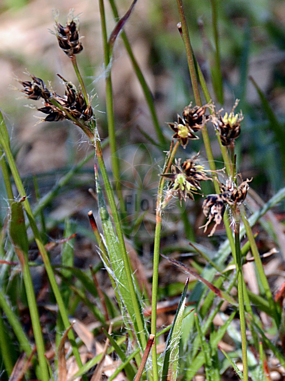 Luzula campestris - Juncaceae,Plantae,Pteridobiotina,Angiosperms,Poales,Juncaceae,Luzula,Luzula campestris,Cyperella campestris, Gymnodes campestris, Juncoides campestre, Juncoides campestris, Juncoides campestris var. vulgaris, Juncus campestris, Juncus subpilosus, Luciola campestris, Luzula campestris f. vulgaris, Luzula campestris subsp. vulgaris, Luzula campestris var. campestris, Luzula campestris var. genuina, Luzula campestris var. minor, Luzula campestris var. vulgaris, Luzula insularis, Luzula subpilosa, Luzula subpilosa, Luzula vulgaris,Gewöhnliche Hainsimse;Feld-Hainsimse;Hasenbrot;field wood-rush;good-friday grass;sweep's brush;Luzule des champs;luzule champêtre;jonc des champs;luzula comun;luzula común;Erba lucciola comune;giunco esile;erba lucciola;erba lucciola commune;gewoone veldbies;gewone veldbies;ожика равнинная;ожика слабоволосистая;luzuotu;luzula e fushës;luzulë;lúzula campestre;poljska bekica;knipp-fryle;knippfryle;mark-frytle;kosmatka polna;poljska bekica;mezei perjeszittyó;bika ladní;mălaiul cucului;chlpaňa poľná;ожика рівнинна;полска светлика;põld-piiphein;lauka zemlālitē;markfrytle;ketopiippo;беквица;обична бекица;пољска бекица;ganyklinis kiškiagrikis;λουζούλα