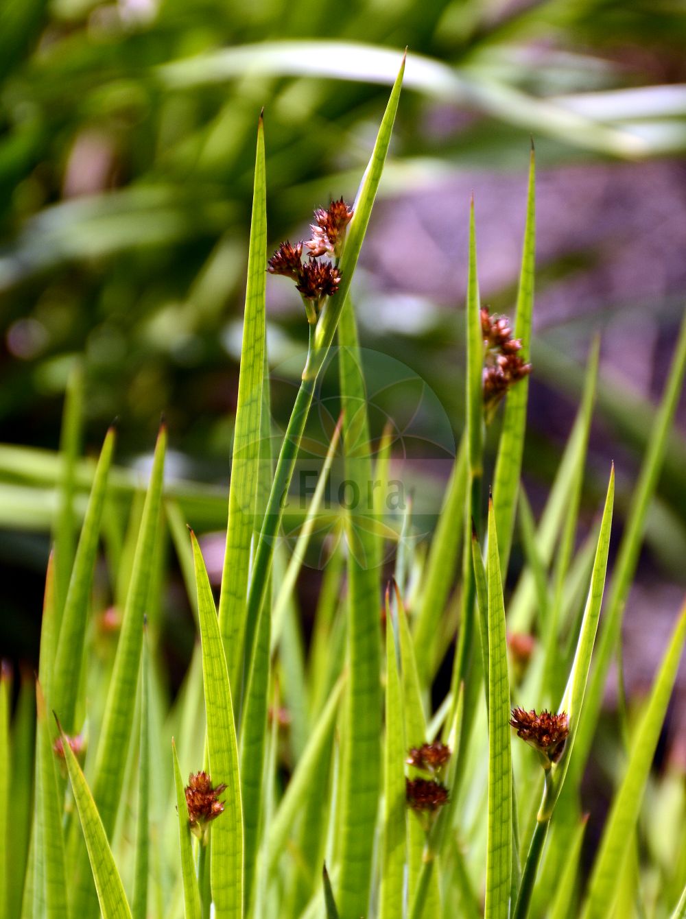 Juncus ensifolius - Juncaceae,Plantae,Pteridobiotina,Angiosperms,Poales,Juncaceae,Juncus,Juncus ensifolius,Juncus ensifolius var. ensifolius, Juncus ensifolius var. major, Juncus novikovii, Juncus oligocephalus, Juncus xiphioides var. macranthus, Juncus xiphioides var. triandrus,Schwertblättrige Binse;Schwertblätterige Binse;sword-leaved rush;swordleaf rush;zwaardrus;ситник мечевидный;svärdtåg;sværd-siv;kardlevelű szittyó;sítina mečolistá;sitina mečolistá
