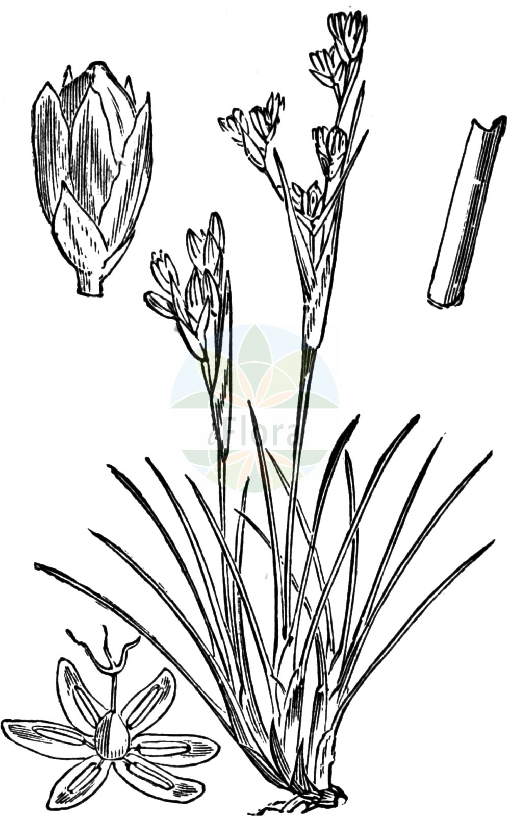 Juncus squarrosus - Juncaceae,Plantae,Pteridobiotina,Angiosperms,Poales,Juncaceae,Juncus,Juncus squarrosus,Juncus ellmanii, Juncus sprengelii, Juncus squarrosus subsp. ellmanii, Juncus squarrosus var. glomeratus, Juncus squarrosus var. longibracteatus, Juncus squarrosus var. luxurians, Juncus strictus,Sparrige Binse;Sparrige Simse;heath rush;mosquito rush;Jonc rude;junco escamoso;Giunco delle torbiere;giunco squarroso;trek-rus;trekrus;ситник растопыренный;süpürge kofası;jonc esquarrós;sit;borst-tåg;borsttåg;børste-siv;sit sztywny;berzedt szittyó;sítina kostrbatá;sitina kostrbatá;ситник розчепірений;nõmmluga;skrajais donis;heisev;harjasvihvilä;šerialapis vikšis