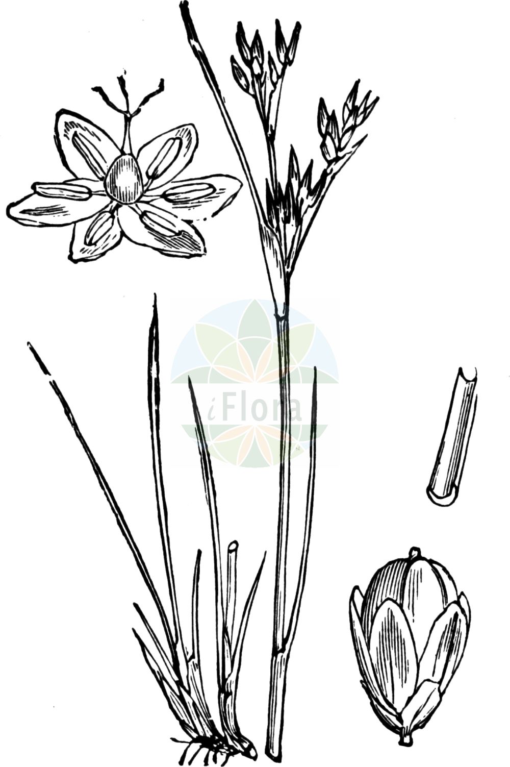 Juncus compressus - Juncaceae,Plantae,Pteridobiotina,Angiosperms,Poales,Juncaceae,Juncus,Juncus compressus,Juncus bulbosus var. alpinus, Juncus bulbosus var. compressus, Juncus bulbosus var. compressus, Juncus comppressus f. alpinus, Juncus compressus f. elongatus, Juncus compressus f. euxinus, Juncus compressus f. laxus, Juncus compressus f. longirepens, Juncus compressus f. nanus, Juncus compressus f. tenuifolius, Juncus compressus unr. condensatus, Juncus compressus unr. laxus, Juncus compressus unr. metzleri, Juncus compressus unr. viridiflorus, Juncus compressus unr. viridis, Juncus compressus var. dianthelus, Juncus compressus var. euxinus, Juncus compressus var. metzleri, Juncus compressus var. nudiculmis, Juncus compressus var. pseudogerardii, Juncus gramineus, Juncus gramineus var. compressus, Juncus metzleri,Zusammengedrückte Binse;Platthalm-Simse;Platthalm-Binse;round-fruited rush;roundfruit rush;Jonc comprimé;Giunco compresso;platte rus;ситник сплюснутый;karahasırlık;kulmak;zkukë;jonc comprimit;zbijeni sit;stubbtåg;fladstrået siv;sit ściśniony;stisnjeno ločje;réti szittyó;sítina smáčknutá;sitina stlačená;ситник стиснутий;сплескана дзука;lapik luga;plakanais donis;flatsev;tannervihvilä;plokščiastiebis vikšris;biǎn jīng dēng xīn cǎo;扁茎灯心草