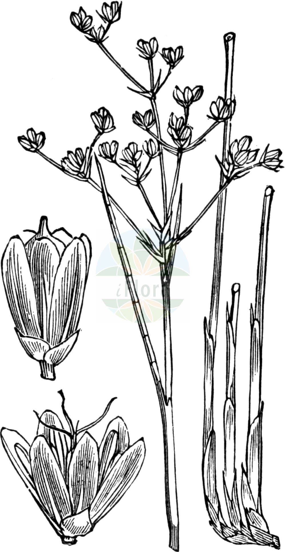 Juncus subnodulosus - Juncaceae,Plantae,Pteridobiotina,Angiosperms,Poales,Juncaceae,Juncus,Juncus subnodulosus,Juncus alpinus var. erectus, Juncus articulatus subsp. sylvaticus, Juncus articulatus subsp. sylvaticus, Juncus articulatus var. sylvaticus, Juncus bifolius, Juncus divaricatus, Juncus divergens, Juncus erectus, Juncus neesii, Juncus obtusatus, Juncus obtusatus, Juncus obtusiflorus, Juncus obtusiflorus, Juncus obtusiflorus unr. coarctatus, Juncus obtusiflorus unr. condensatus, Juncus obtusiflorus var. condensatus, Juncus obtusiflorus var. laxus, Juncus obtusiflorus var. rubellus, Juncus obtusiflorus var. schillingeri, Juncus retroflexus, Juncus subnodulosus f. coarctatus, Juncus subnodulosus var. condensatus, Juncus sylvaticus,Stumpfblütige Binse;Knötchen-Simse;Knoten-Binse;Knötchen-Binse;blunt-flowered rush;bluntflower rush;Jonc noueux;jonc à fleurs obtuses;jonc à feuilles obtuses;junco;Giunco subnodoso;padde-rus;padderus;junco-subnodoso;ситник узловатый;düğmeli kofa;kulmak;zhukë;jonc obtusiflor;tupocvjetni sit;trubbtåg;butblomstret siv;sit tępokwiatowy;alpsko ločje;topocvetno ločje;nagy szittyó;sítina pochvatá;sítina slatinná;sítina uzlíkatá;sitina pošvatá;sitina tupokvetá;ситник тупопелюстковий;възлеста дзука;tömbiõiene luga;strupais donis
