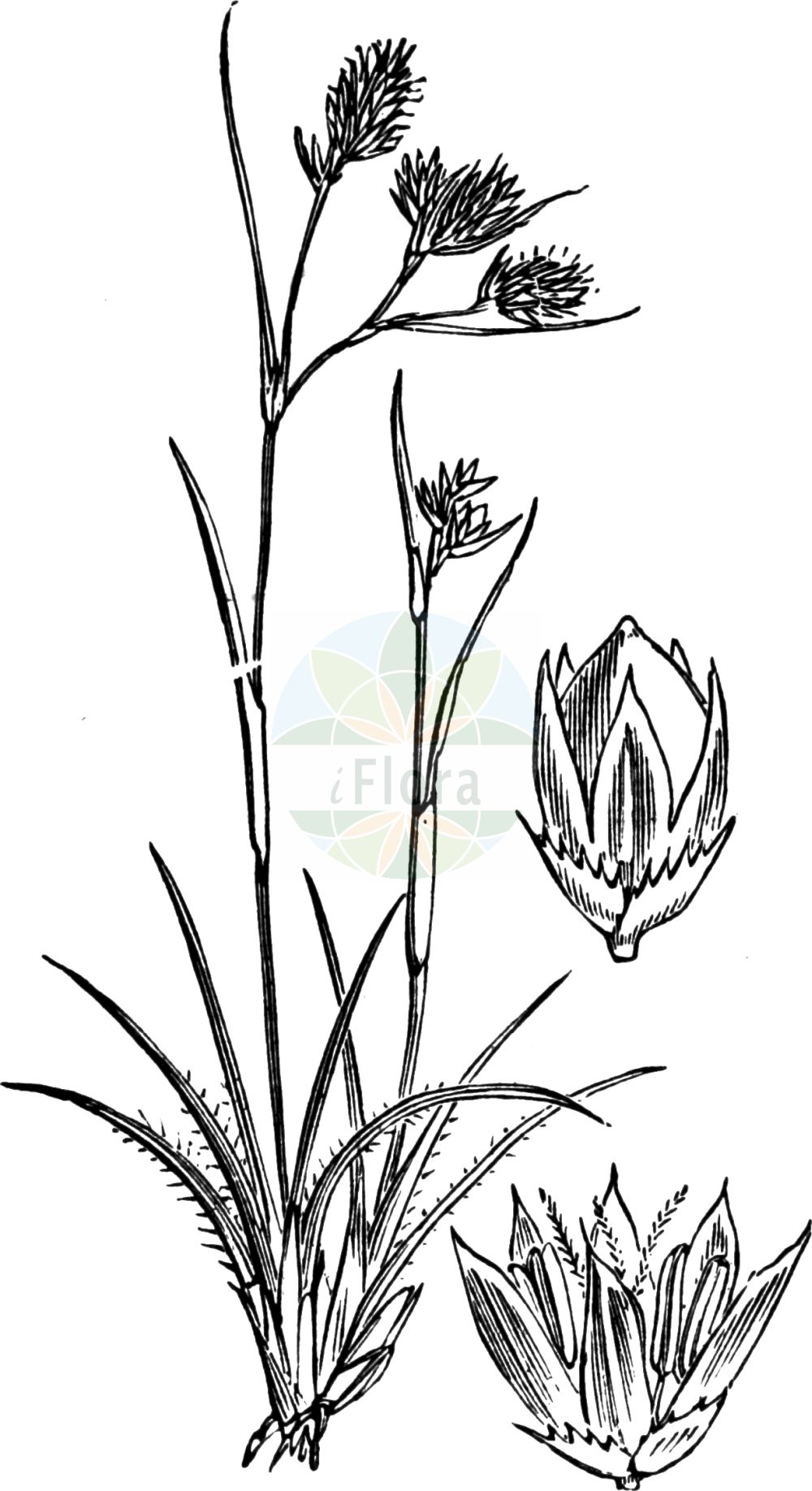Luzula spicata - Juncaceae,Plantae,Pteridobiotina,Angiosperms,Poales,Juncaceae,Luzula,Luzula spicata,Gymnodes spicata, Juncoides spicata, Juncoides spicatum, Juncus spicatus, Luciola spicata, Luzula compacta,Ährige Hainsimse;Ähren-Hainsimse;Veränderliche Ähren-Hainsimse;Gewöhnliche Ähren-Hainsimse;Gewöhnliche Ähren-Hainsimse;spiked wood-rush;spiked wood rush;Luzule en épi;luzule changeante;luzula;lúzula ibérica;Erba lucciola pendula;ожика колосистая;dölek luzul;lúzula d'espiga;axfryle;aks-frytle;kosmatka kłosowa;klasnata bekica;bika klasnatá;chlpaňa chlpatá;класиста светлика;aksfrytle;suì huā dì yáng méi;穗花地杨梅